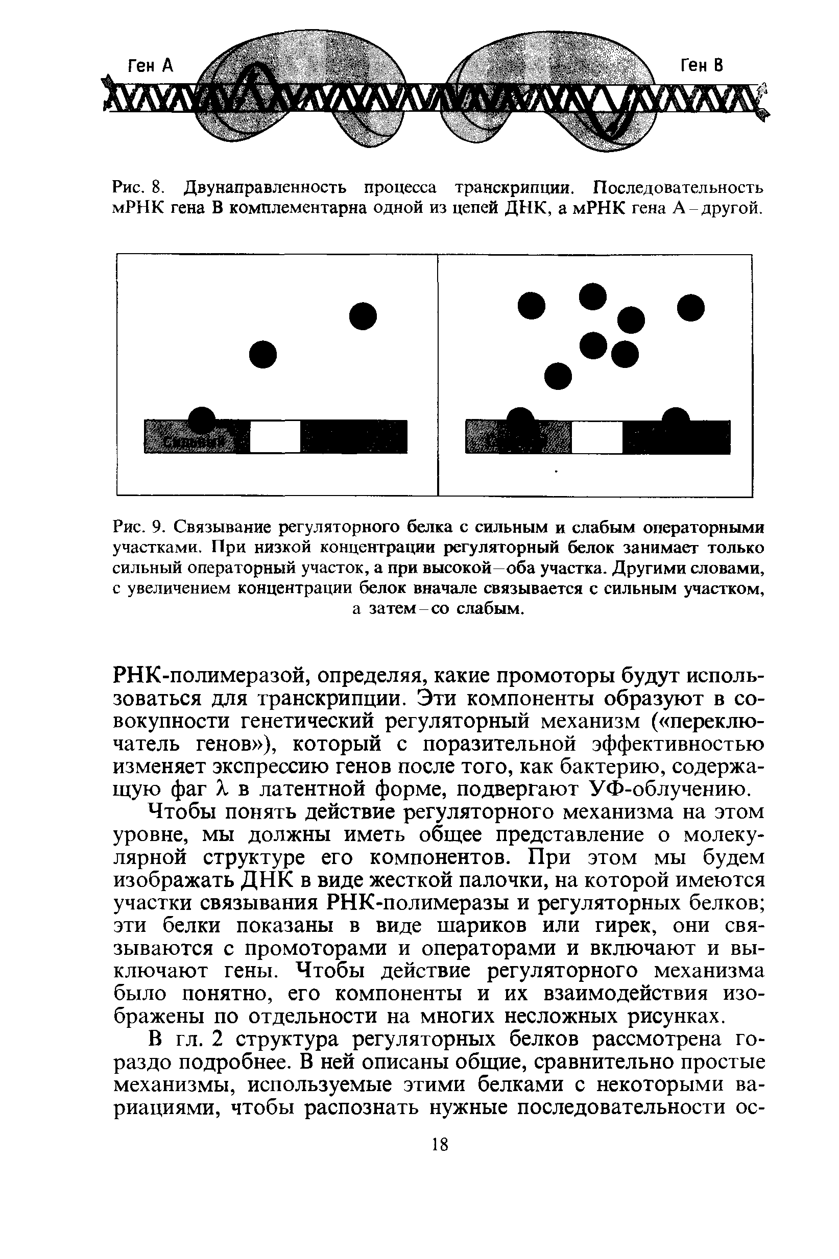 Рис. 9. Связывание регуляторного белка с сильным и слабым операторными участками. При низкой концентрации регуляторный белок занимает только сильный операторный участок, а при высокой—оба участка. Другими словами, с увеличением концентрации белок вначале связывается с сильным участком, а затем со слабым.