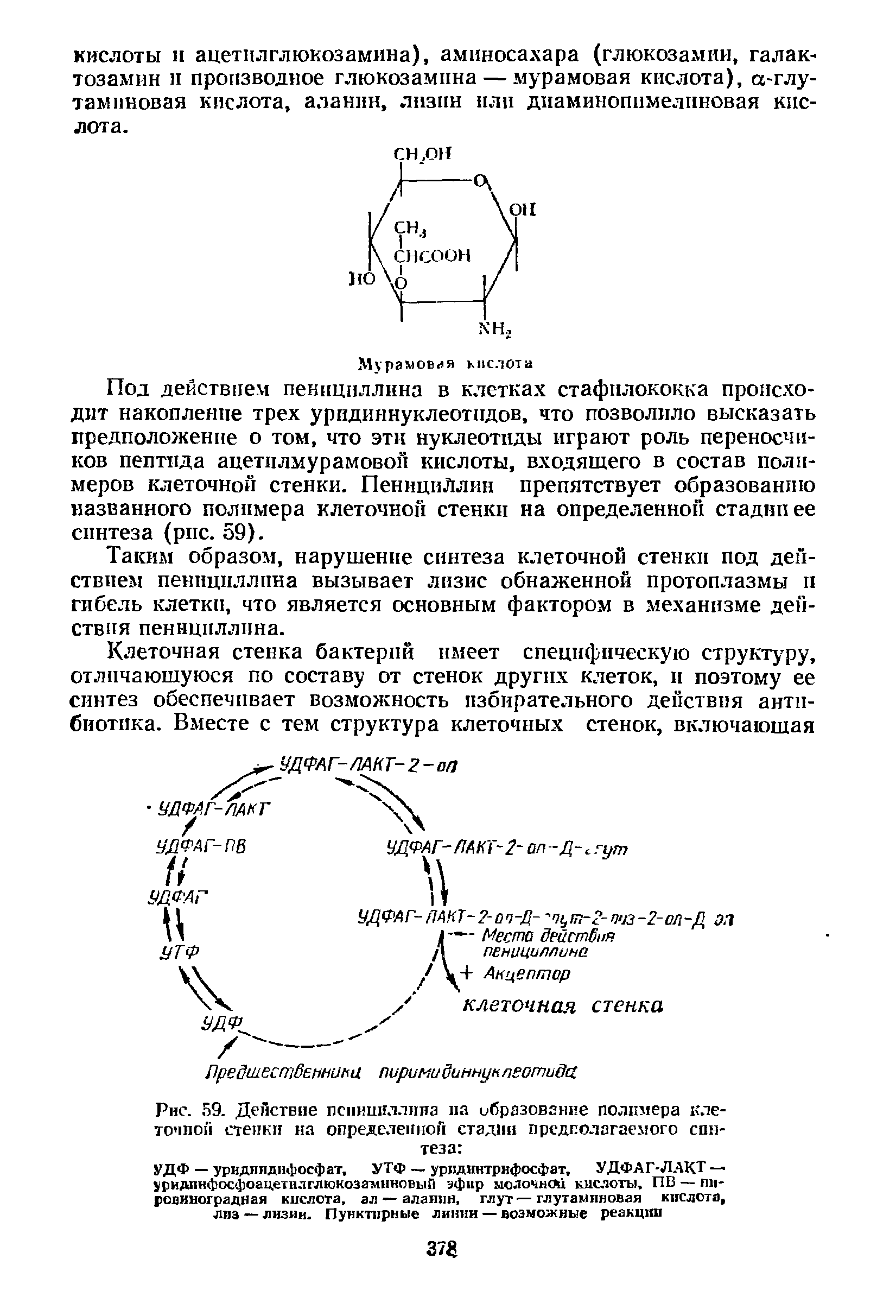 Рис. 59. Действие пенициллина па образование полимера клеточной стенки на определенной стадии предполагаемого синтеза ...