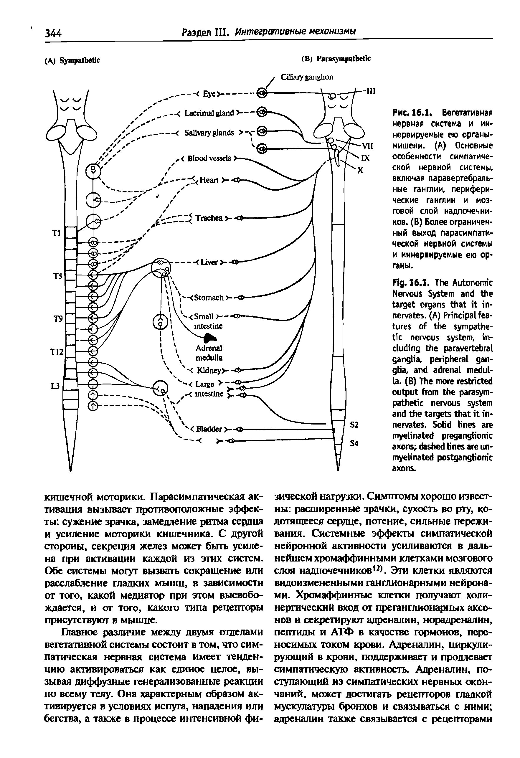 Рис. 16.1. Вегетативная нервная система и иннервируемые ею органы-мишени. (А) Основные особенности симпатической нервной системы, включая паравертебральные ганглии, периферические ганглии и мозговой слой надпочечников. (В) Более ограниченный выход парасимпатической нервной системы и иннервируемые ею органы.