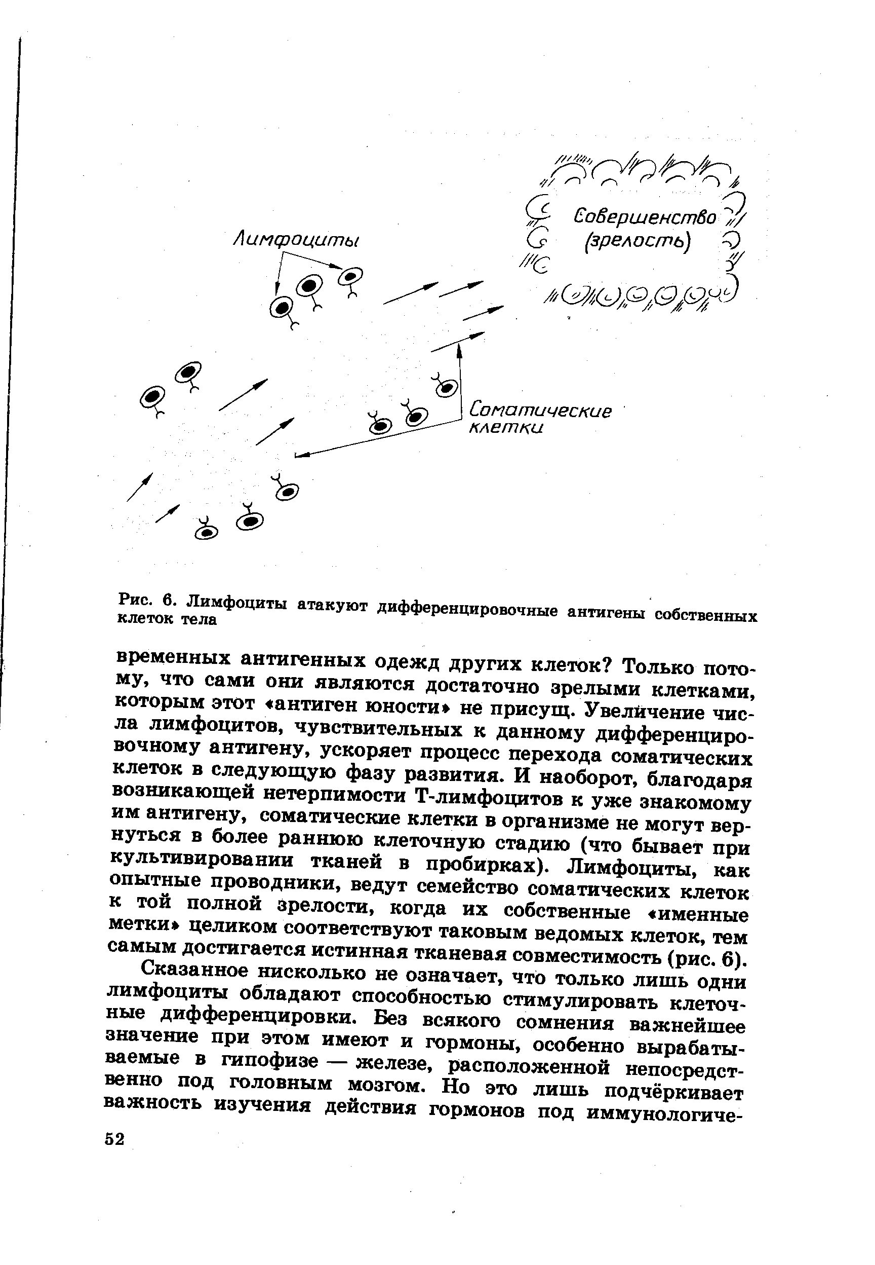 Рис. 6. Лимфоциты атакуют дифференцировочные антигены собственных клеток тела...