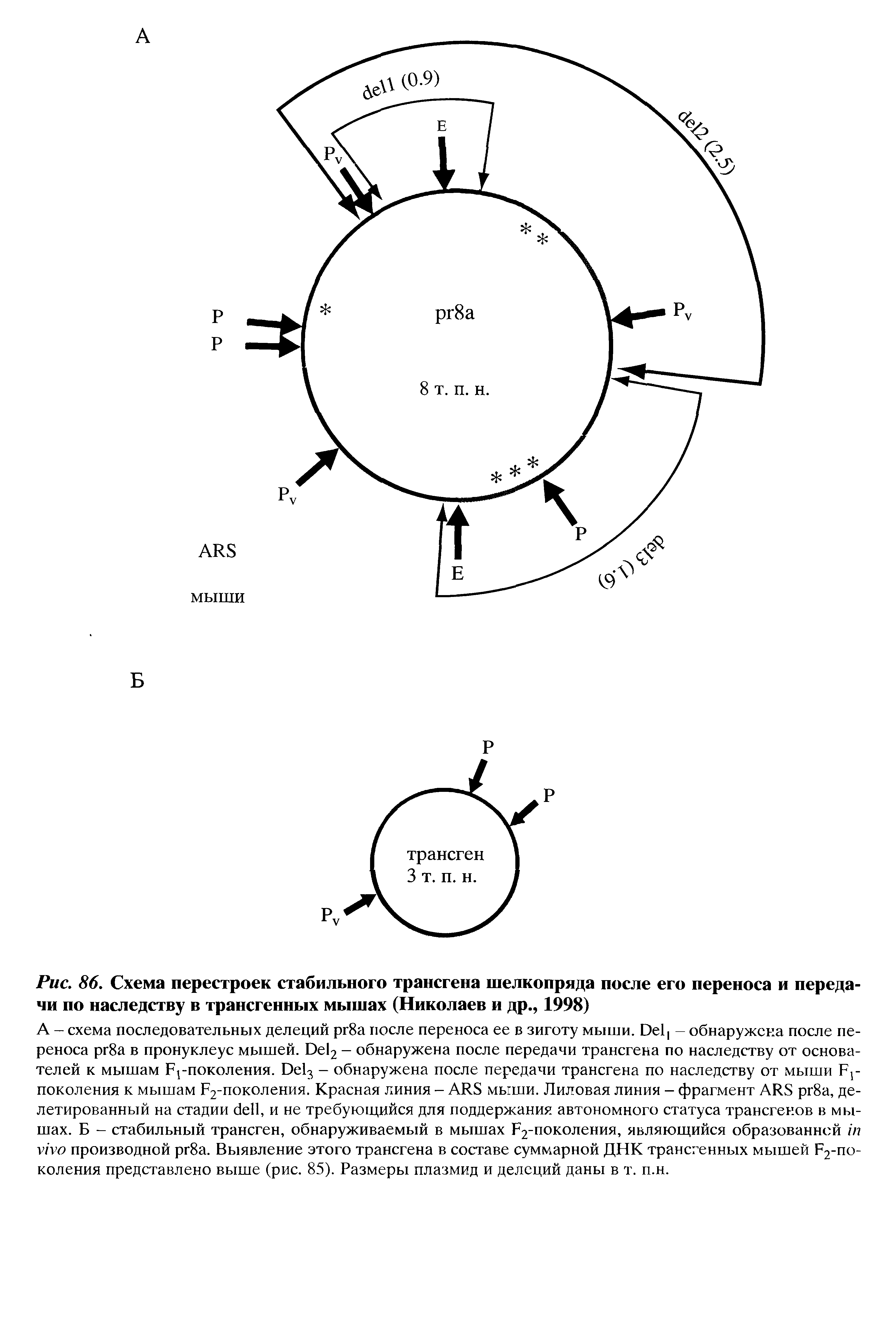 Рис. 86. Схема перестроек стабильного трансгена шелкопряда после его переноса и передачи по наследству в трансгенных мышах (Николаев и др., 1998)...
