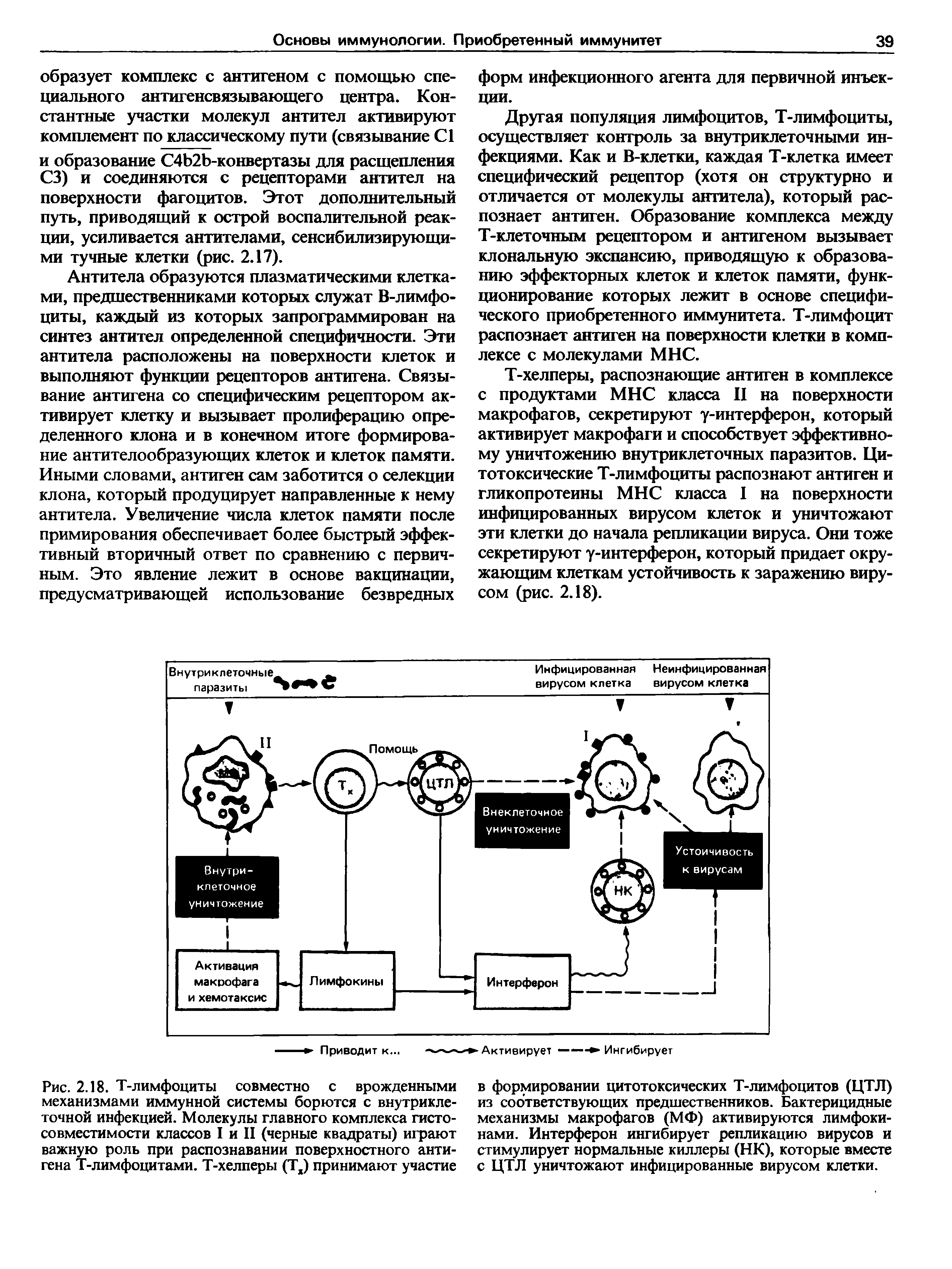 Рис. 2.18. Т-лимфоциты совместно с врожденными механизмами иммунной системы борются с внутриклеточной инфекцией. Молекулы главного комплекса гистосовместимости классов I и II (черные квадраты) играют важную роль при распознавании поверхностного антигена Т-лимфоцитами. Т-хелперы (Тх) принимают участие...