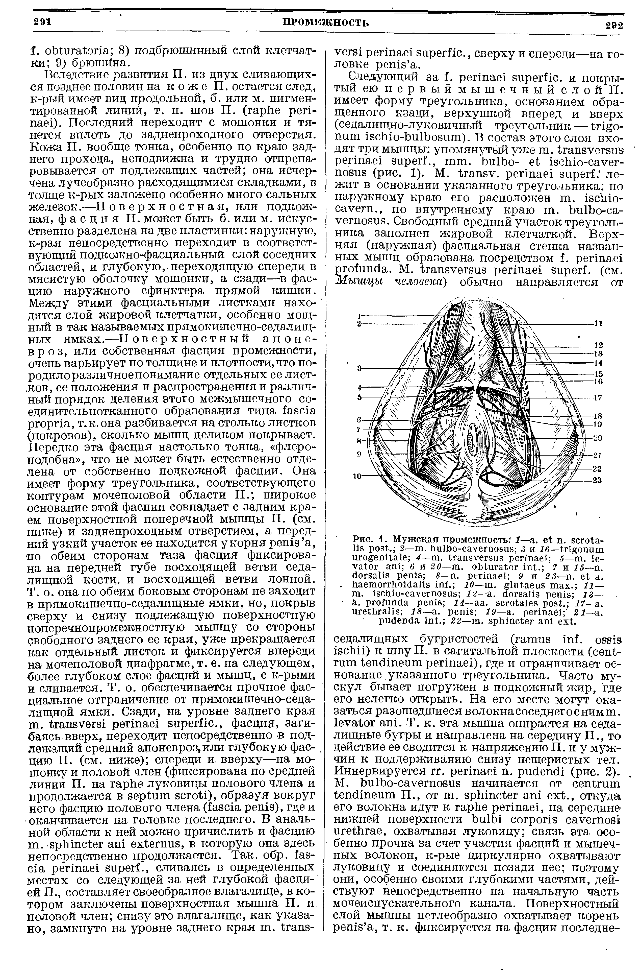 Рис. 1. Мужская промежность I— . п. - . 2— . - 3 и 16— 4— . 5— . - 6 и 20— . . 7 и 25— . 8— . 9 и 23— . .