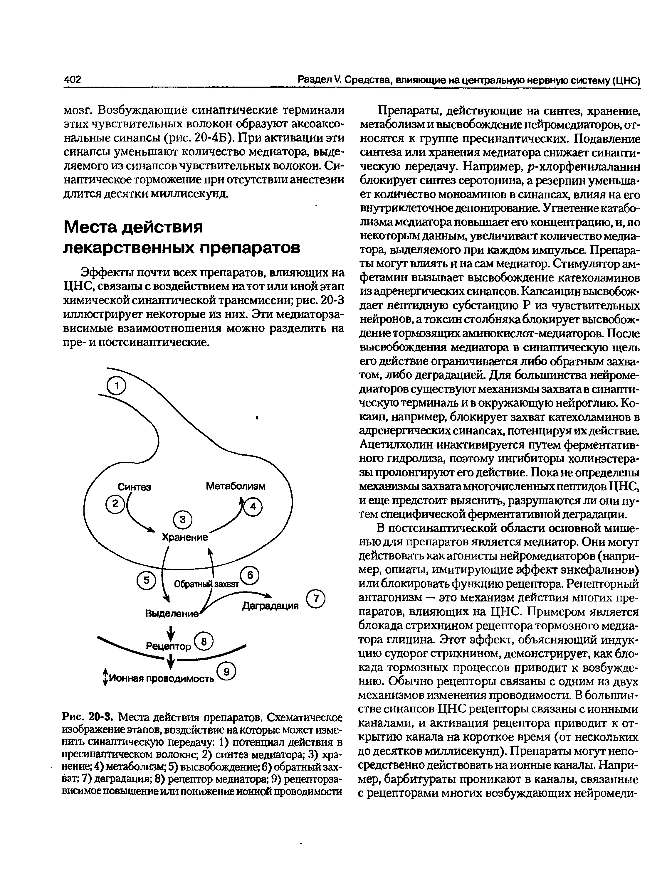 Рис. 20-3. Места действия препаратов. Схематическое изображение этапов, воздействие на которые может изменить синаптическую передачу 1) потенциал действия в пресинаптическом волокне 2) синтез медиатора 3) хранение 4) метаболизм 5) высвобождение 6) обратный захват 7) деградация 8) рецептор медиатора 9) рецепторза-висимое повышение или понижение ионной проводимости...