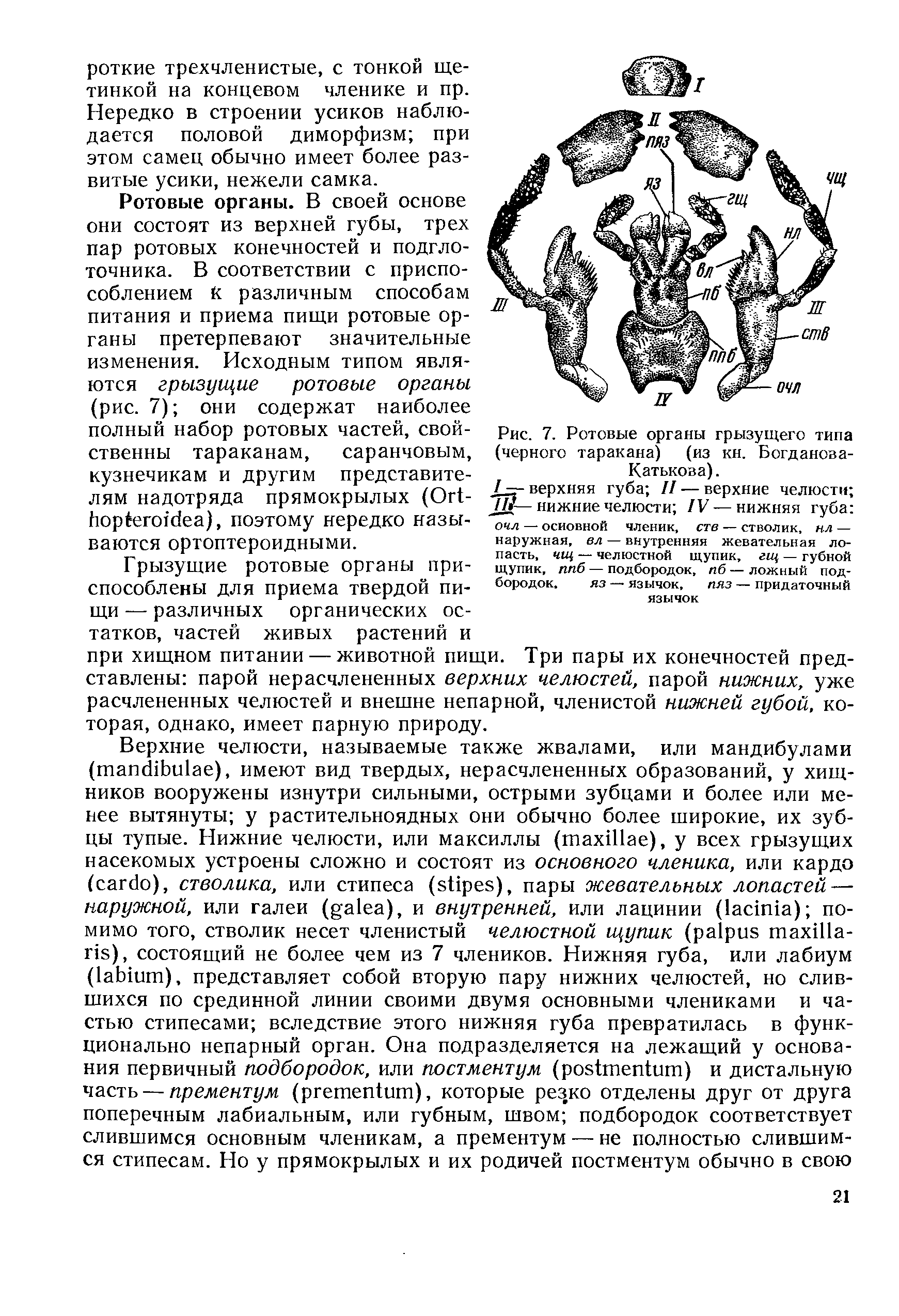 Рис. 7. Ротовые органы грызущего типа (черного таракана) (из кн. Богданова-Катькова).