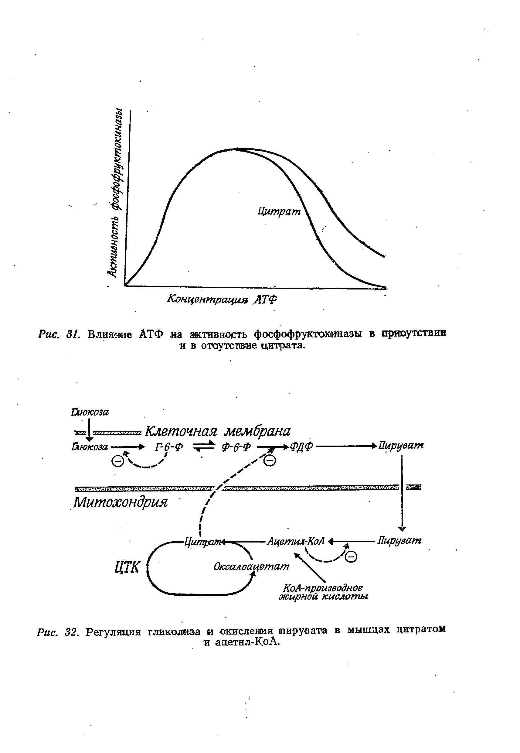 Рис. 32. Регуляция гликолиза и окисления пирувата в мышцах цитратом и ацетнл-КоА.