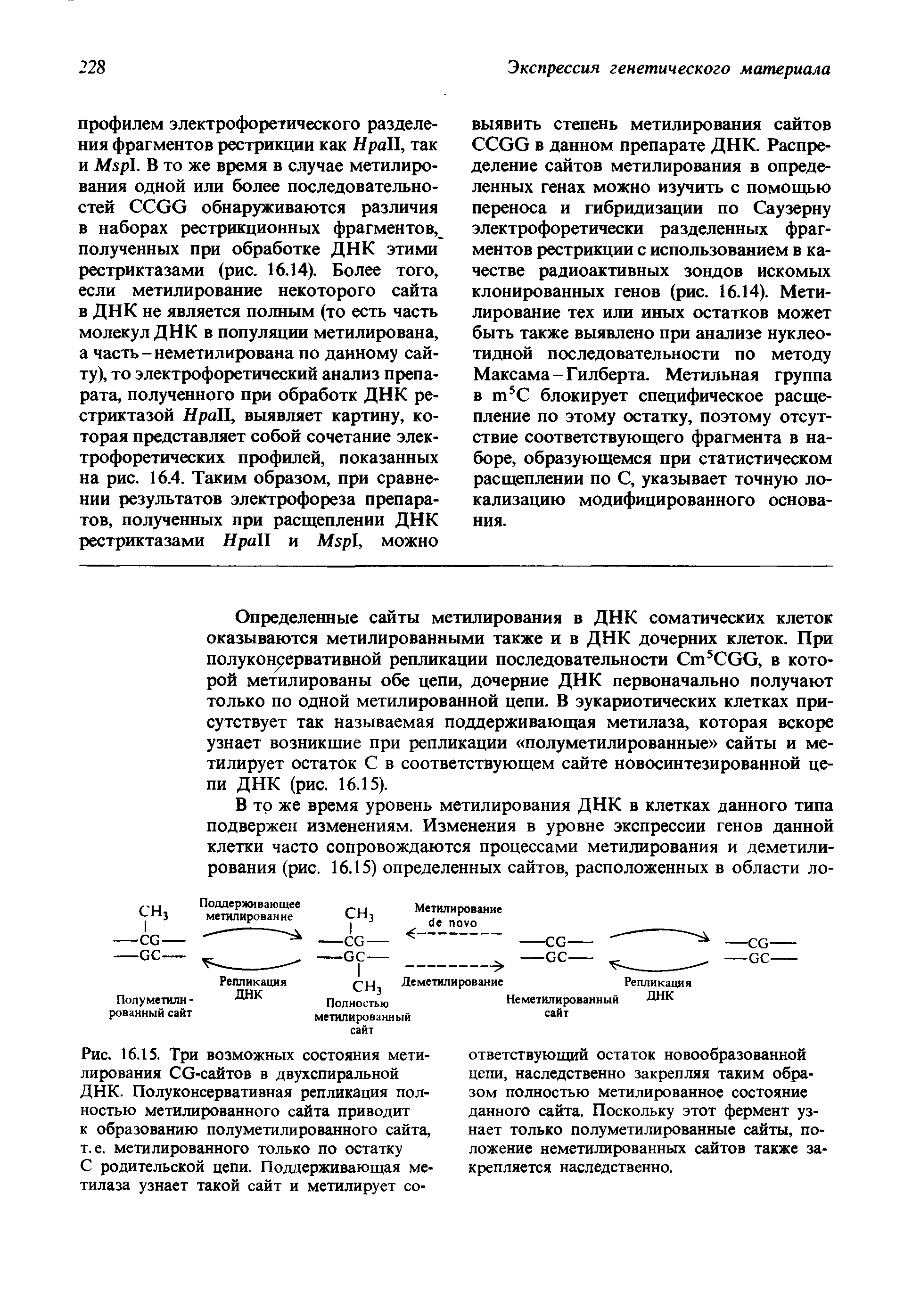 Рис. 16.15. Три возможных состояния метилирования СО-сайтов в двухспиральной ДНК. Полуконсервативная репликация полностью метилированного сайта приводит к образованию полуметилированного сайта, т.е. метилированного только по остатку С родительской цепи. Поддерживающая метилаза узнает такой сайт и метилирует со...