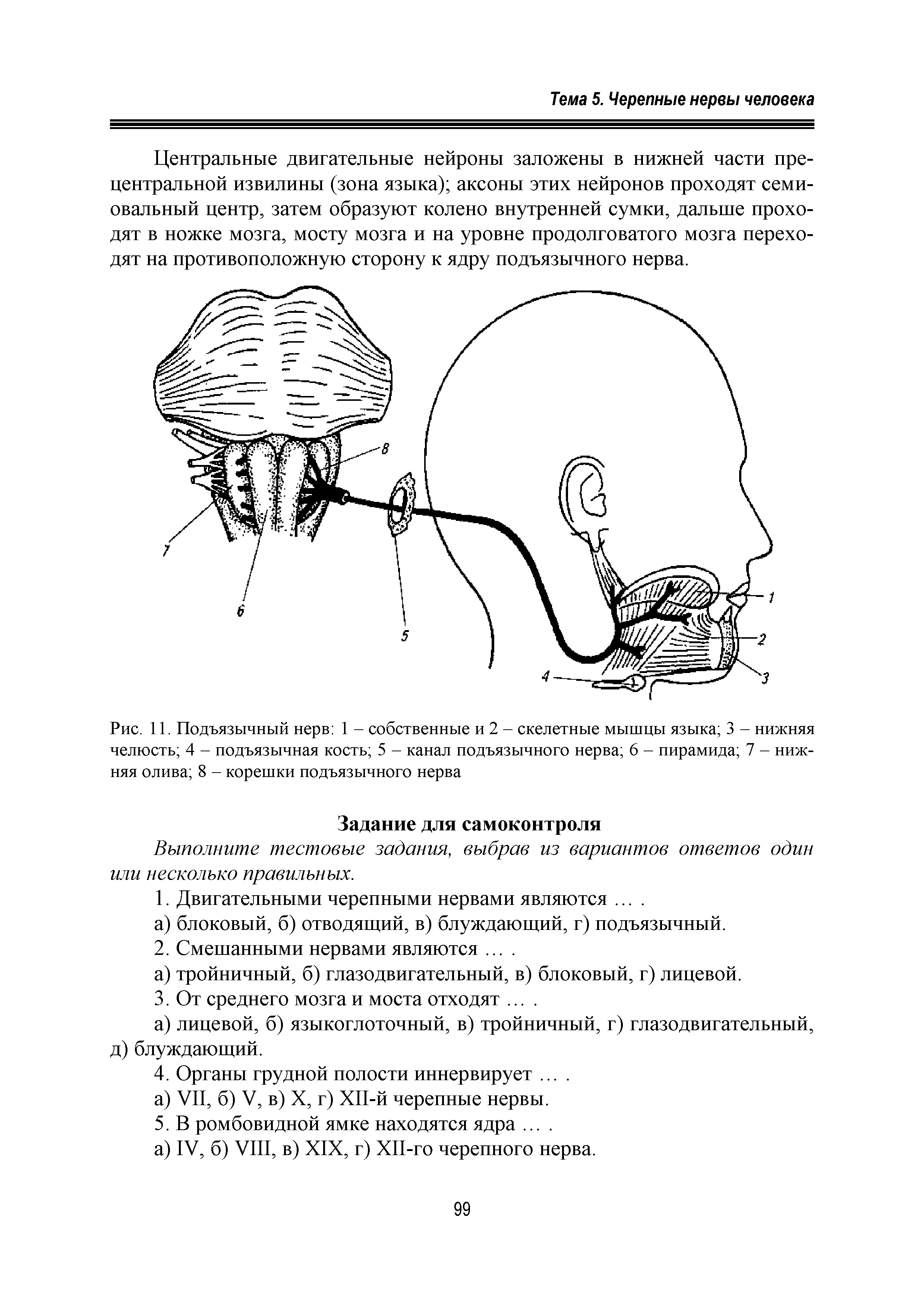 Рис. 11. Подъязычный нерв 1 - собственные и 2 - скелетные мышцы языка 3 - нижняя челюсть 4 - подъязычная кость 5 - канал подъязычного нерва 6 - пирамида 7 - нижняя олива 8 - корешки подъязычного нерва...