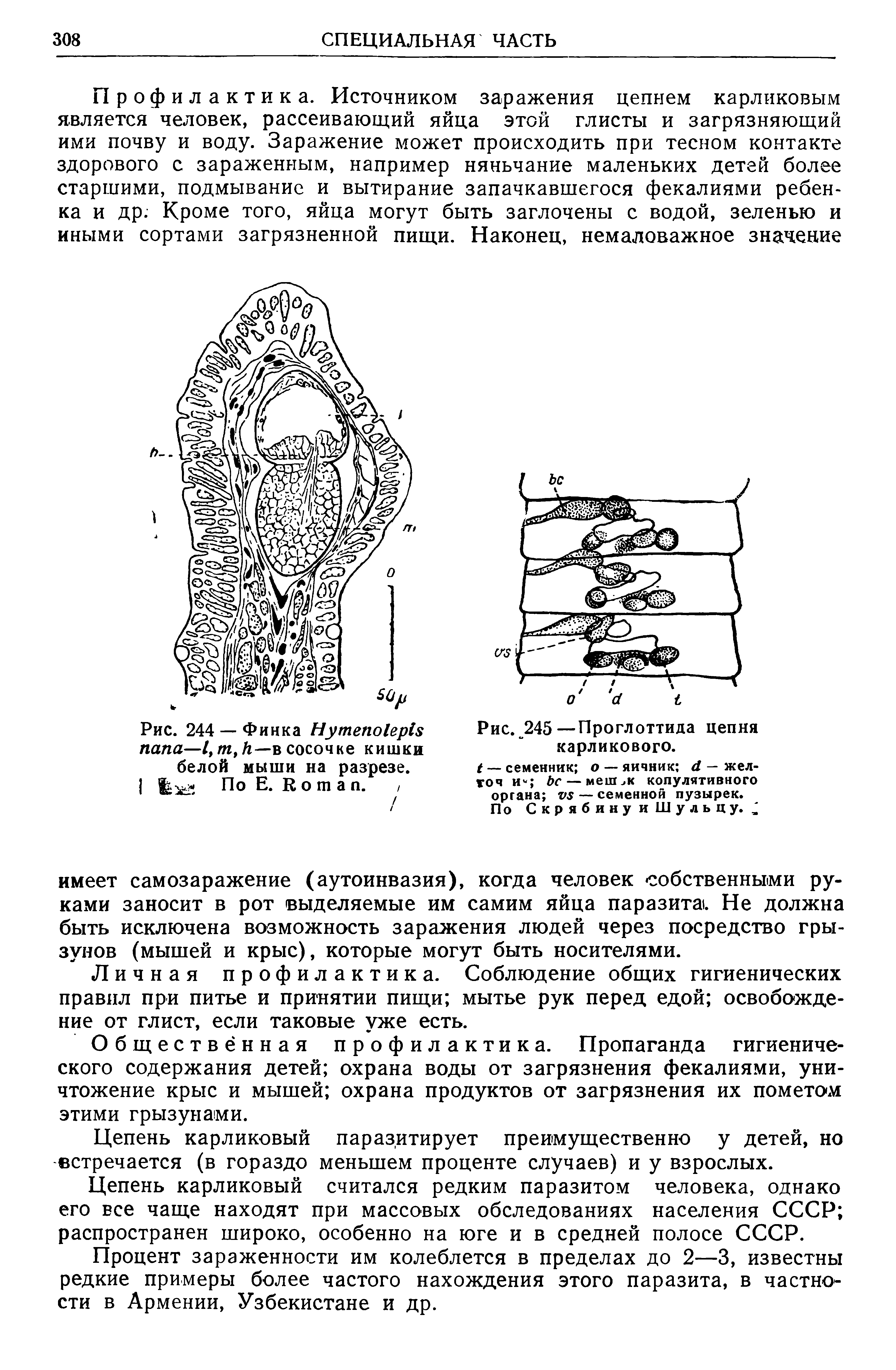 Рис. 244 — Финка H папа—сосочке кишки белой мыши на разрезе.