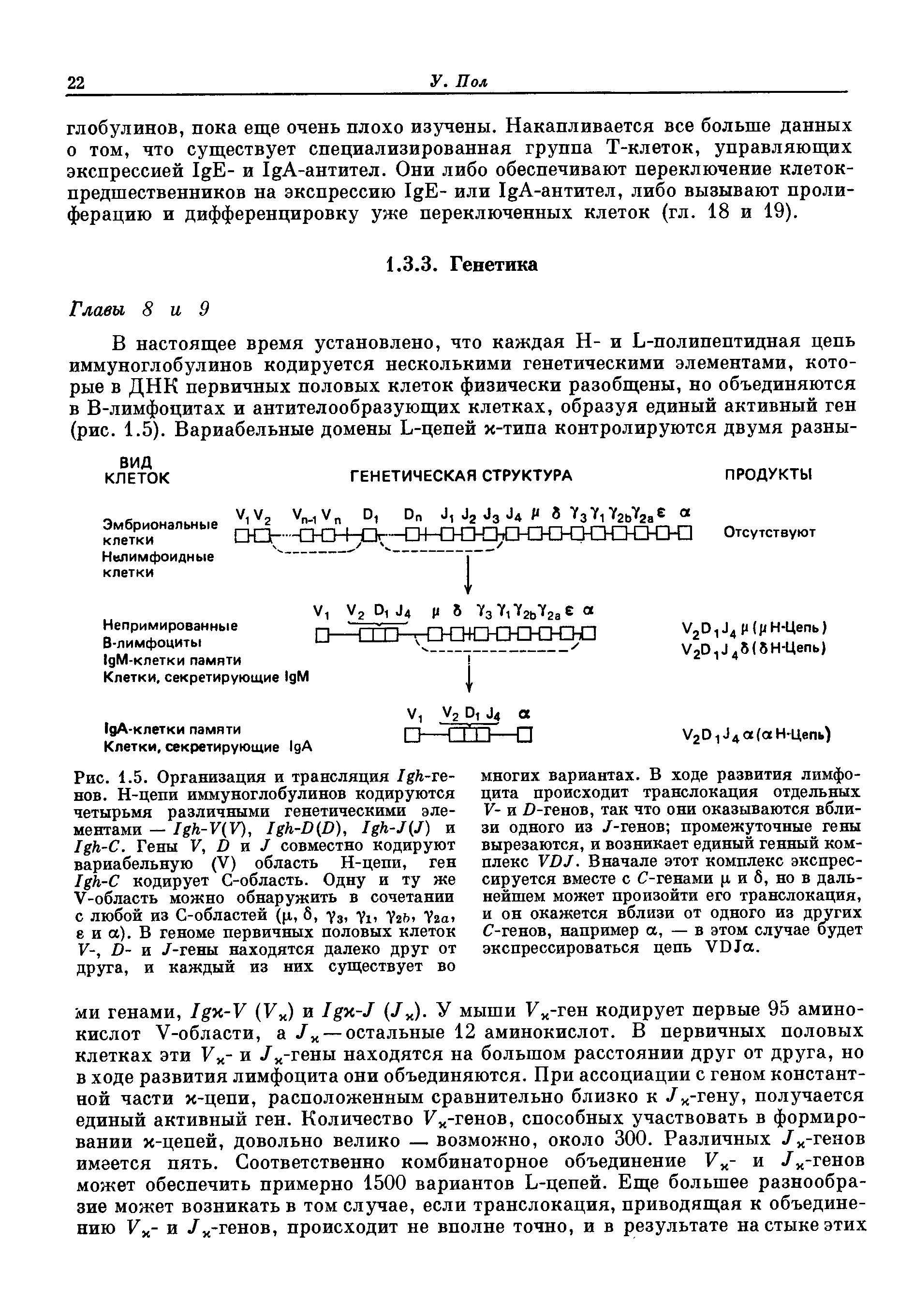 Рис. 1.5. Организация и трансляция Ь-ге-нов. Н-цепи иммуноглобулинов кодируются четырьмя различными генетическими элементами - / /г-У(Р), -Р(Р), / /г-/(/) и Н-С. Гены V, Ь и / совместно кодируют вариабельную (V) область Н-цепи, ген 1 к-С кодирует С-область. Одну и ту же У-область можно обнаружить в сочетании с любой из С-областей (р, 6, у3, уп у2ь, у2а, е и а). В геноме первичных половых клеток V-, П- и /-гены находятся далеко друг от друга, и каждый из них существует во...