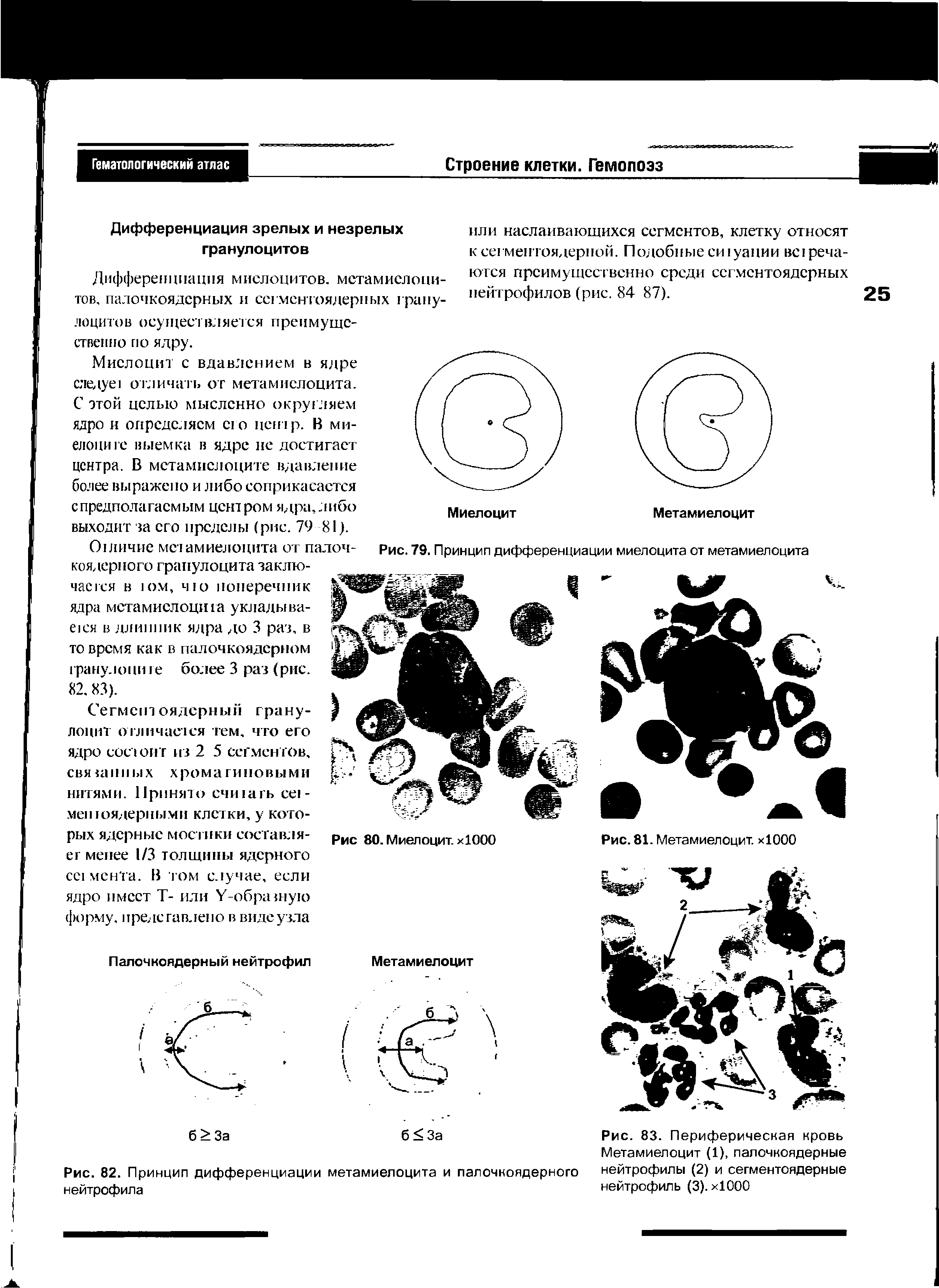 Рис. 83. Периферическая кровь Метамиелоцит (1), палочкоядерные нейтрофилы (2) и сегментоядерные нейтрофиль (3). хЮОО...