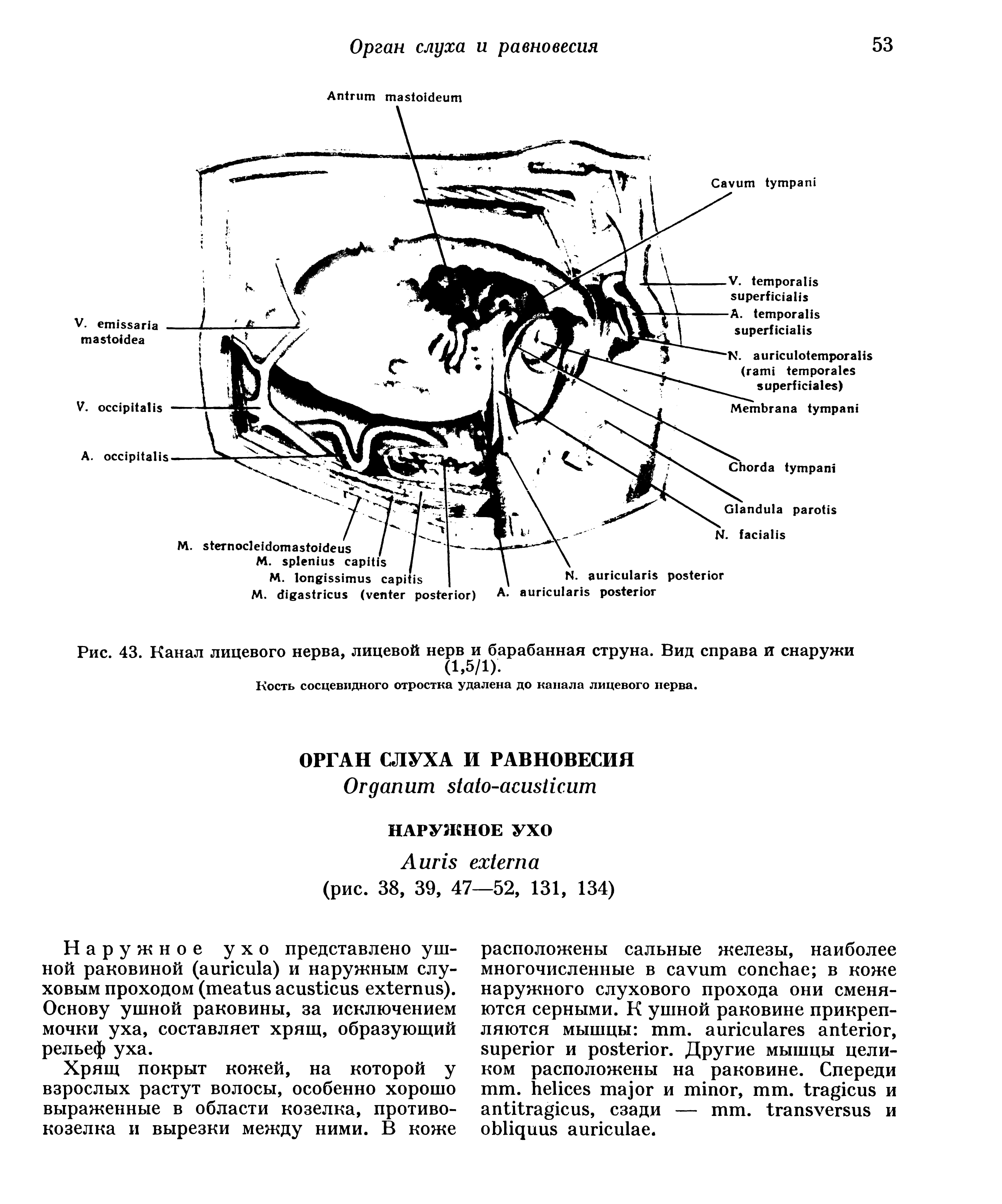 Рис. 43. Канал лицевого нерва, лицевой нерв и барабанная струна. Вид справа и снаружи (1,5/1).