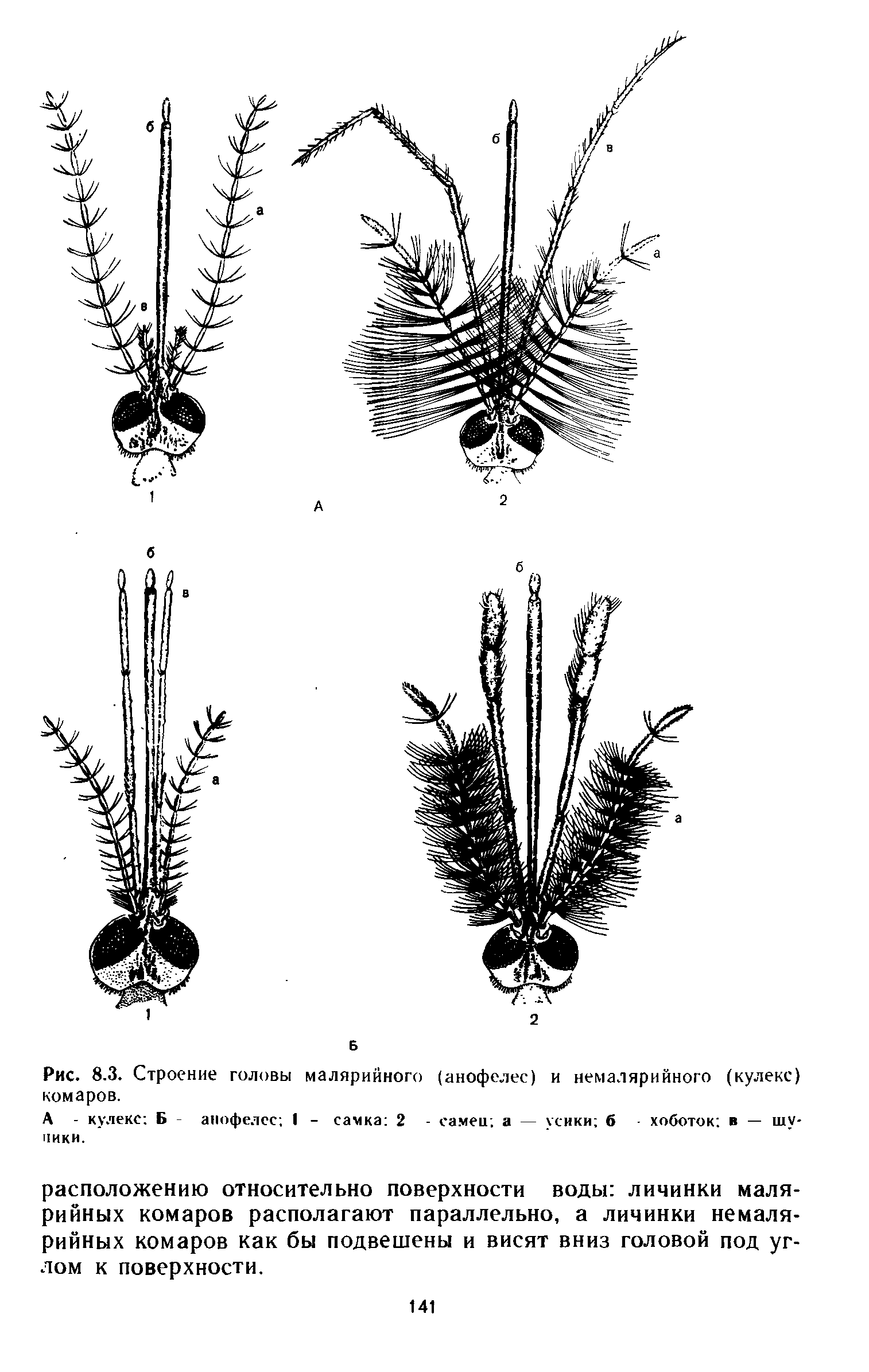 Рис. 8.3. Строение головы малярийного (анофелес) и немалярийного (кулекс) комаров.