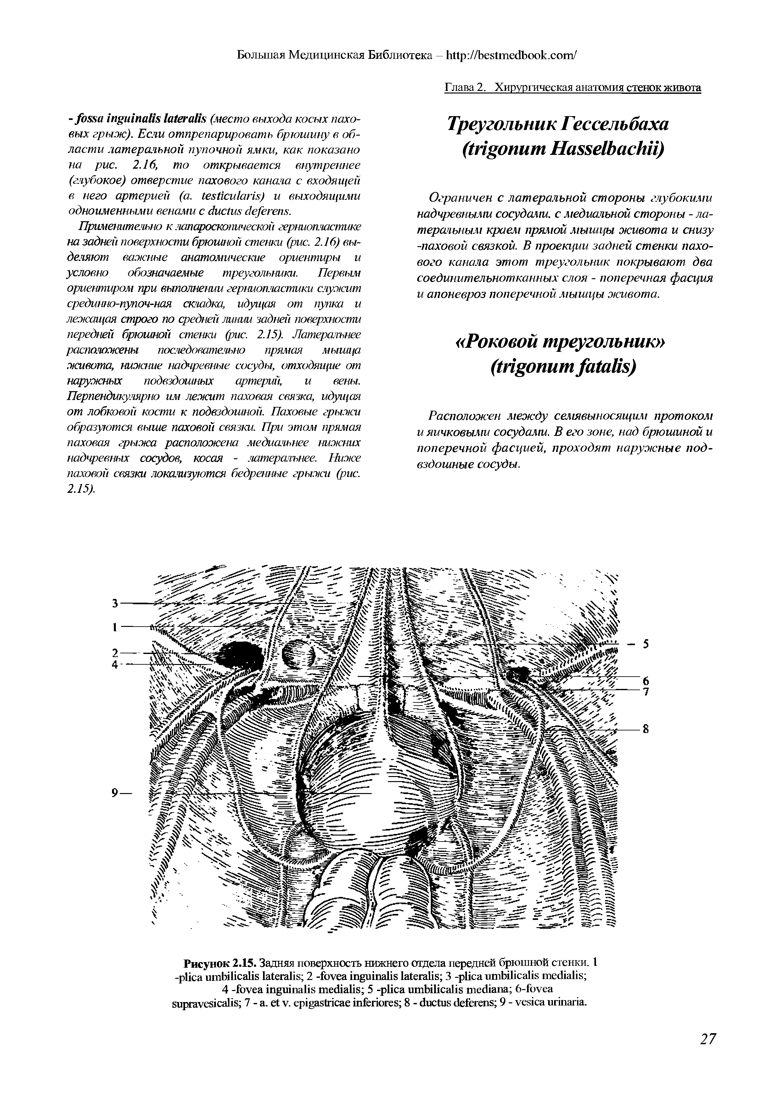 Рисунок 2.15. Задняя поверхность нижнего отдела передней брюшной стенки. I - 2 - 3 - ...