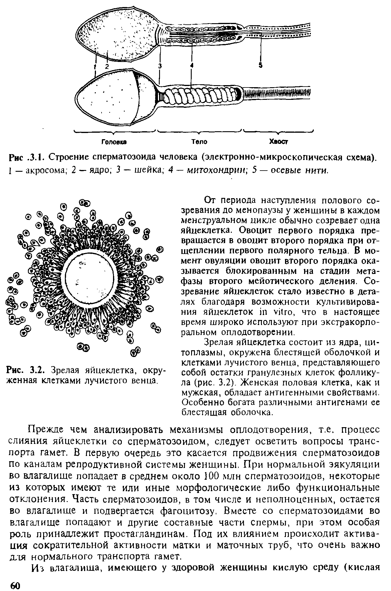 Рис. 3.2. Зрелая яйцеклетка, окруженная клетками лучистого венца.