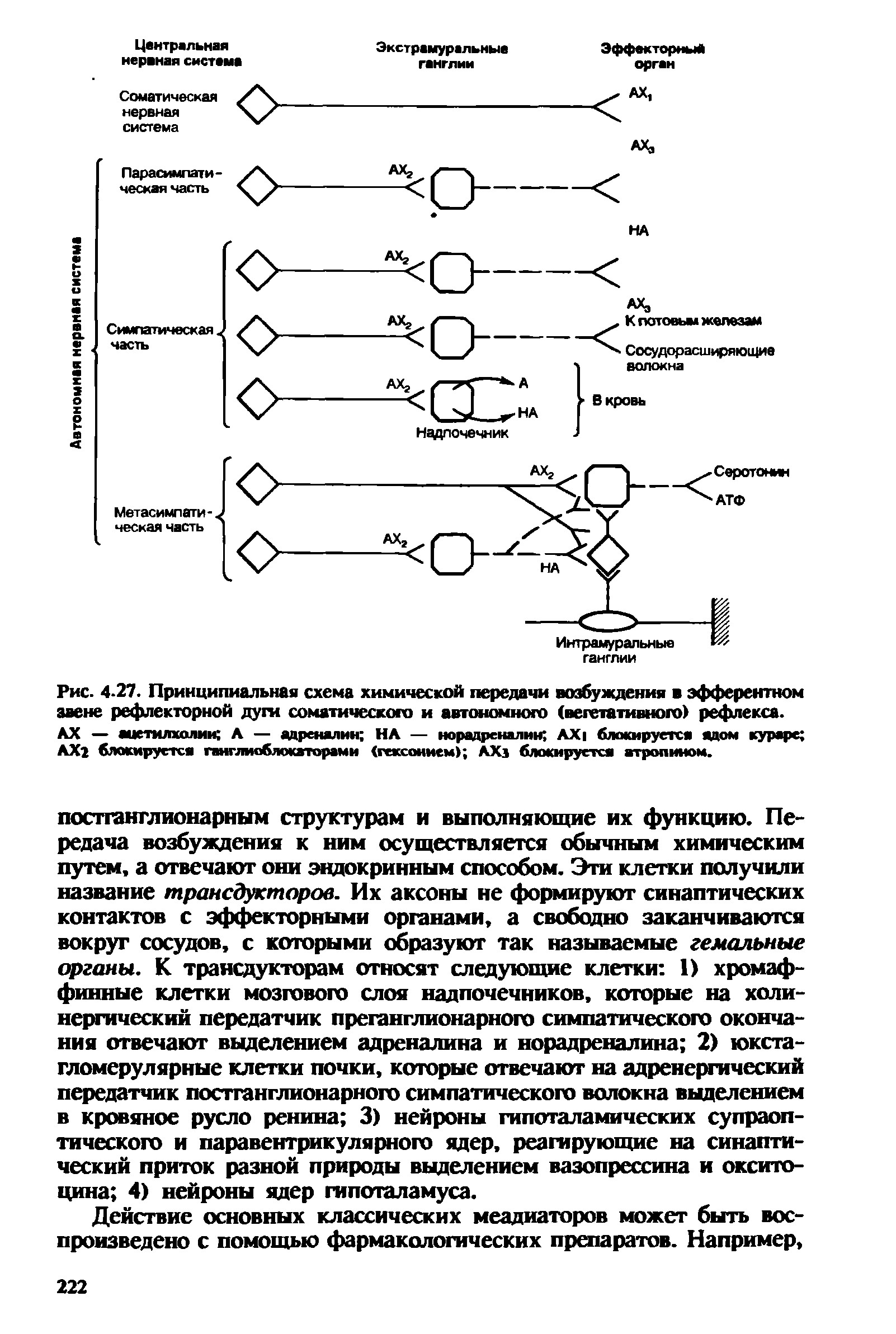 Рис. 4-27. Принципиальная схема химической передачи возбуждения эфферентном звене рефлекторной дуги соматического и автономного (вегетативного) рефлекса. АХ — ацетилхолин А — адреналин НА — норадреналин АХ блокируется адом кураре АХ2 блокируется ганглиоблокаторами (гексонием) АХз блокируется атропином.