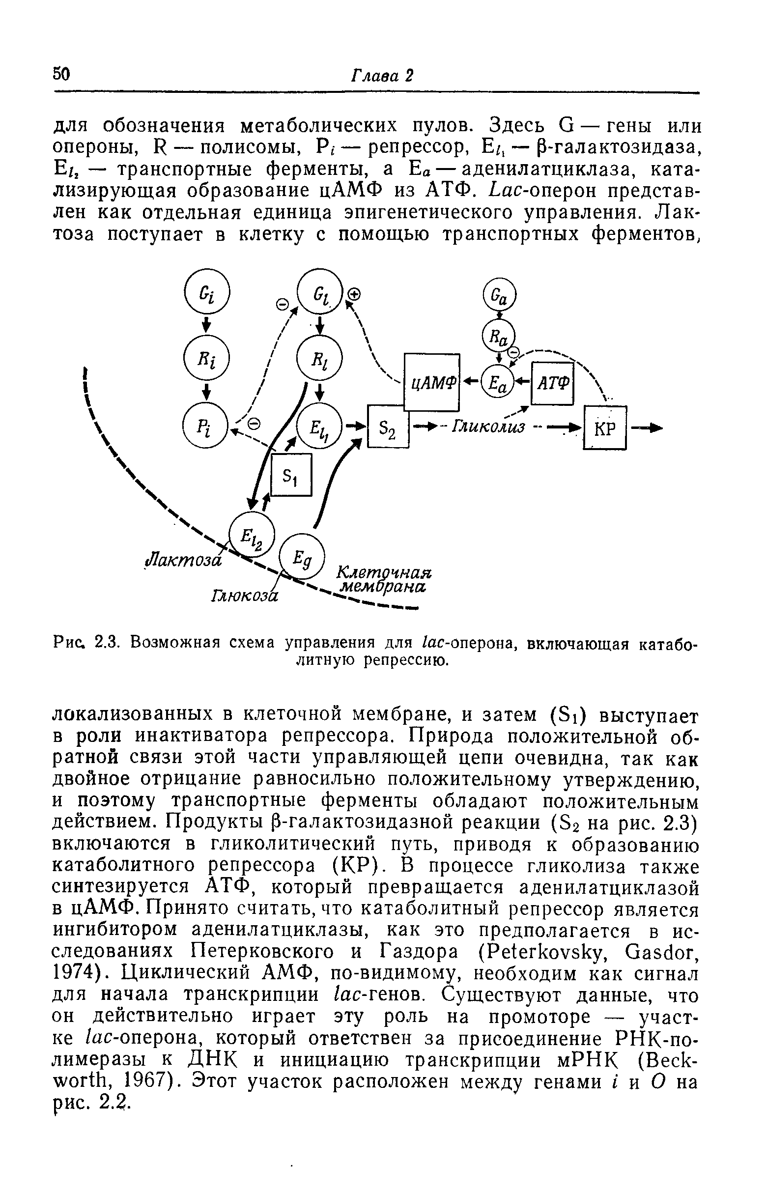 Рис. 2.3. Возможная схема управления для /ас-оперона, включающая катаболитную репрессию.