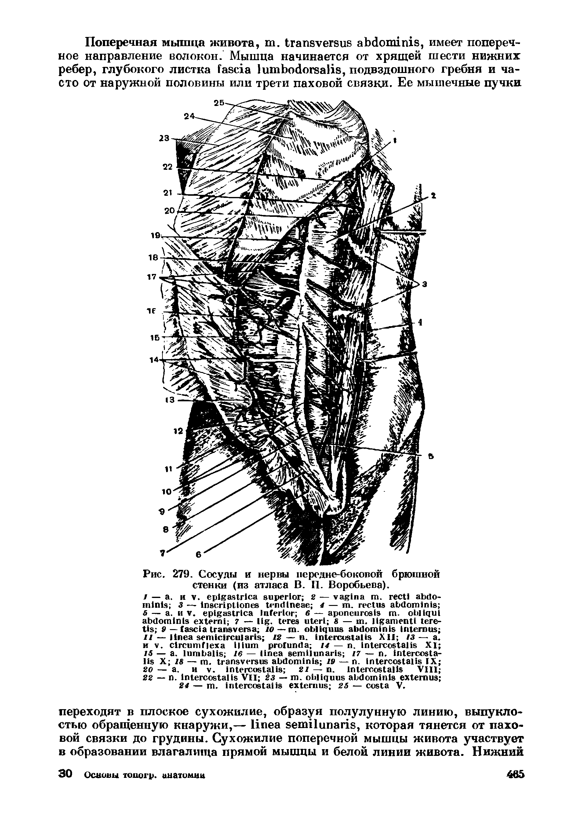 Рис. 279. Сосуды и нервы передне-боковой брюшной стенки (из атласа В. П. Воробьева).