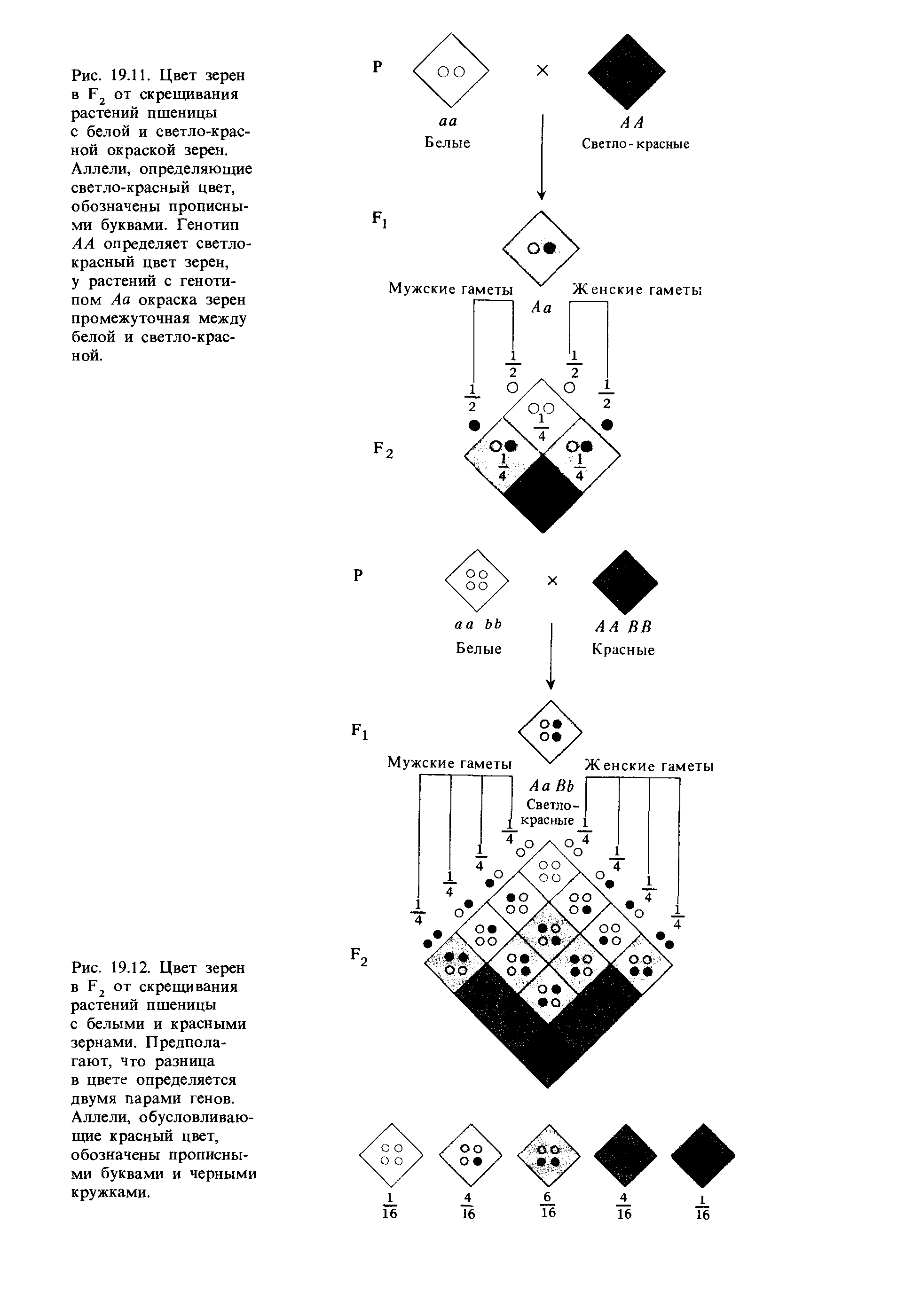Рис. 19.12. Цвет зерен в Б2 от скрещивания растений пшеницы с белыми и красными зернами. Предполагают, что разница в цвете определяется двумя парами генов. Аллели, обусловливающие красный цвет, обозначены прописными буквами и черными кружками.