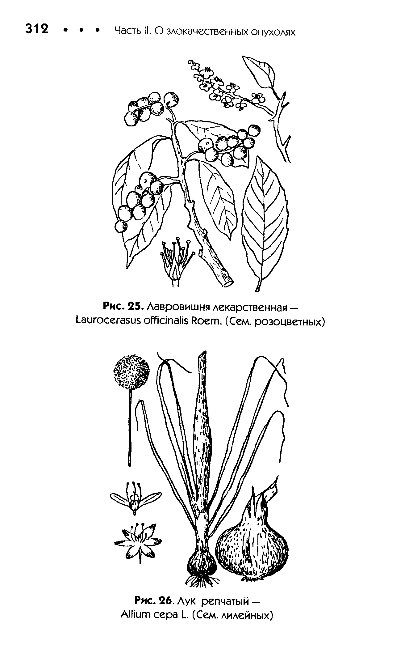 Рис. 25. Лавровишня лекарственная — L R . (Сем. розоцветных)...