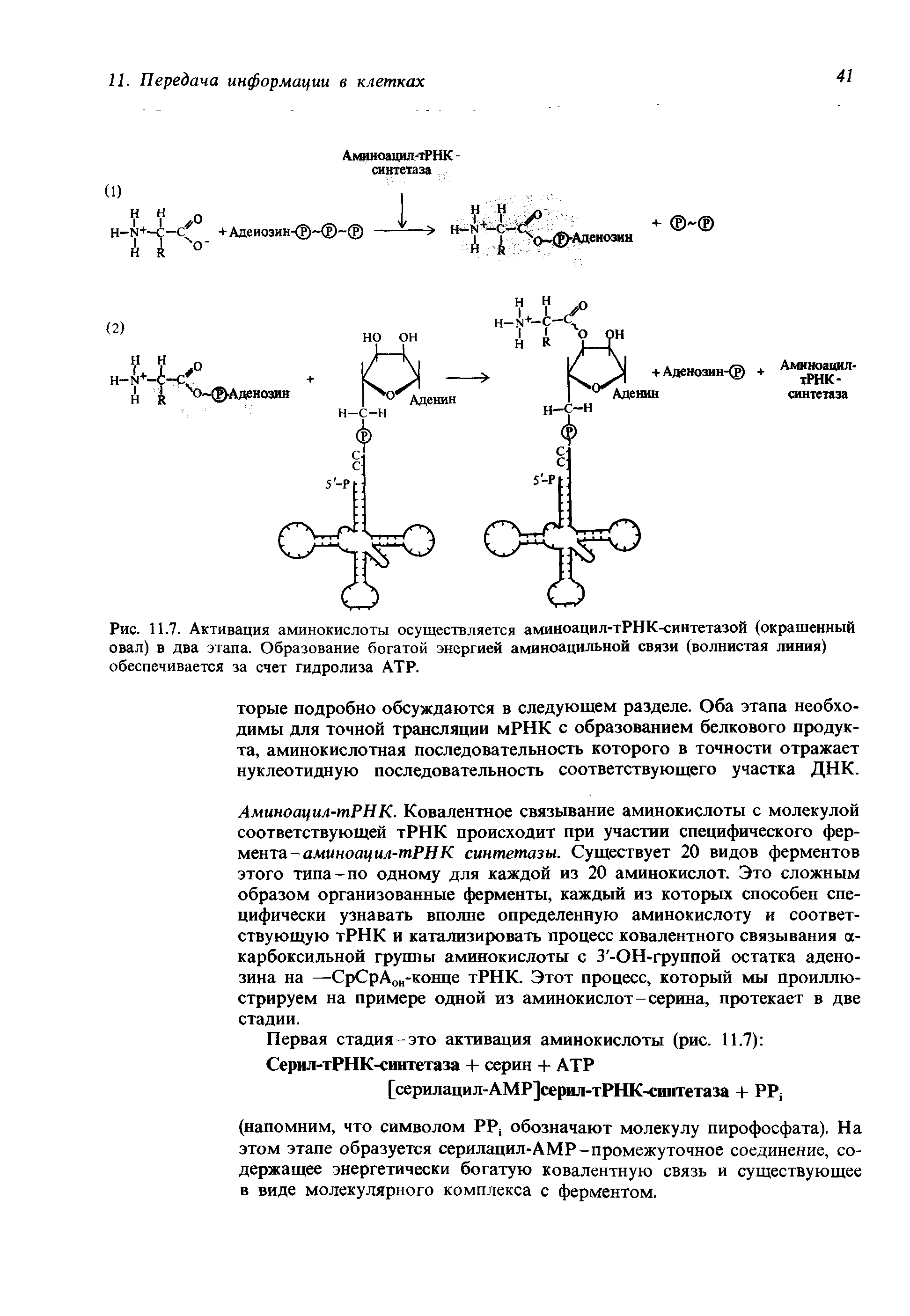 Рис. 11.7. Активация аминокислоты осуществляется аминоацил-тРНК-синтетазой (окрашенный овал) в два этапа. Образование богатой энергией аминоацильной связи (волнистая линия) обеспечивается за счет гидролиза АТР.
