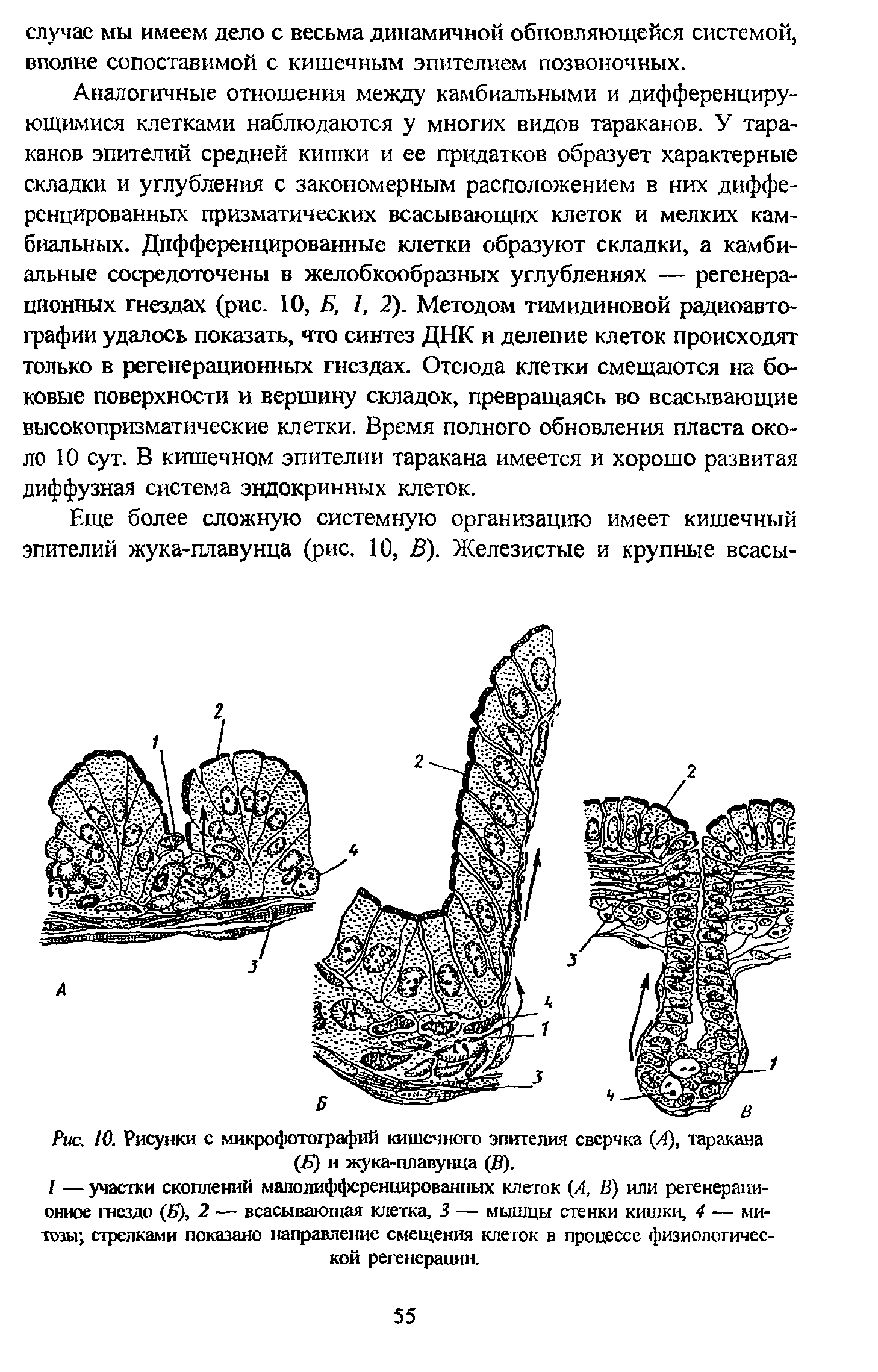 Рис. 10. Рисунки с микрофотографий кишечного эпителия сверчка (Л), таракана (Б) и жука-плавунца (В).