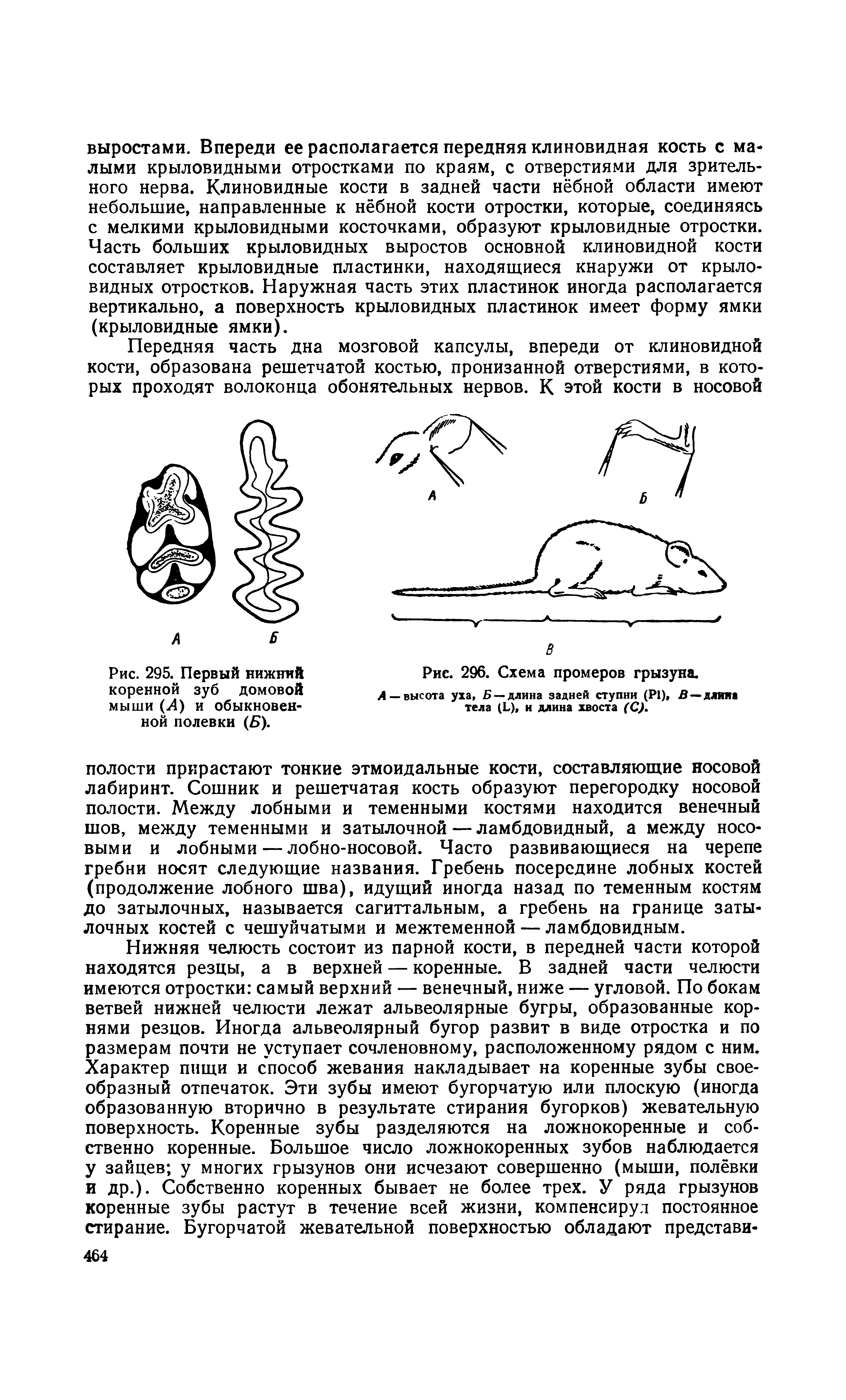 Рис. 295. Первый нижний коренной зуб домовой мыши (Л) и обыкновенной полевки (Б).