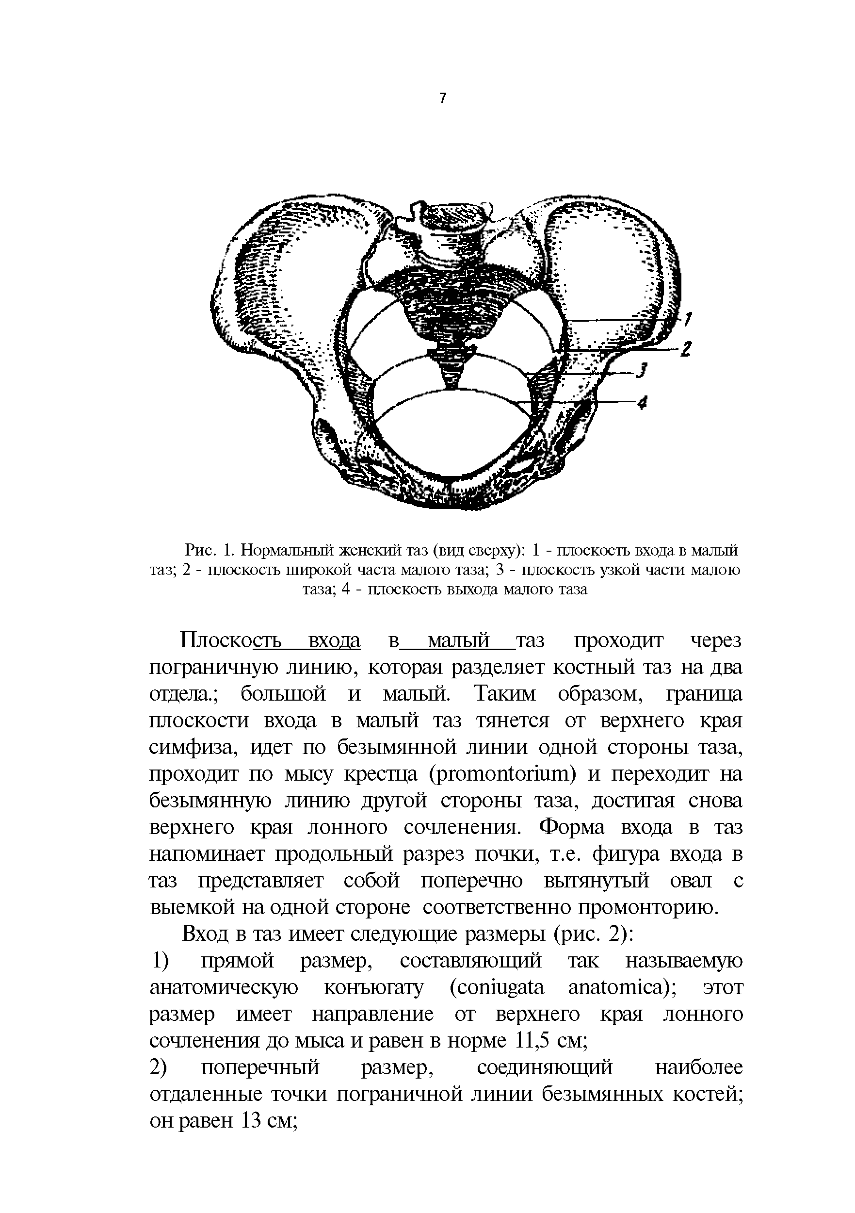 Рис. 1. Нормальный женский таз (вид сверху) 1 - плоскость входа в малый таз 2 - плоскость широкой часта малого таза 3 - плоскость узкой части малою таза 4 - плоскость выхода малого таза...