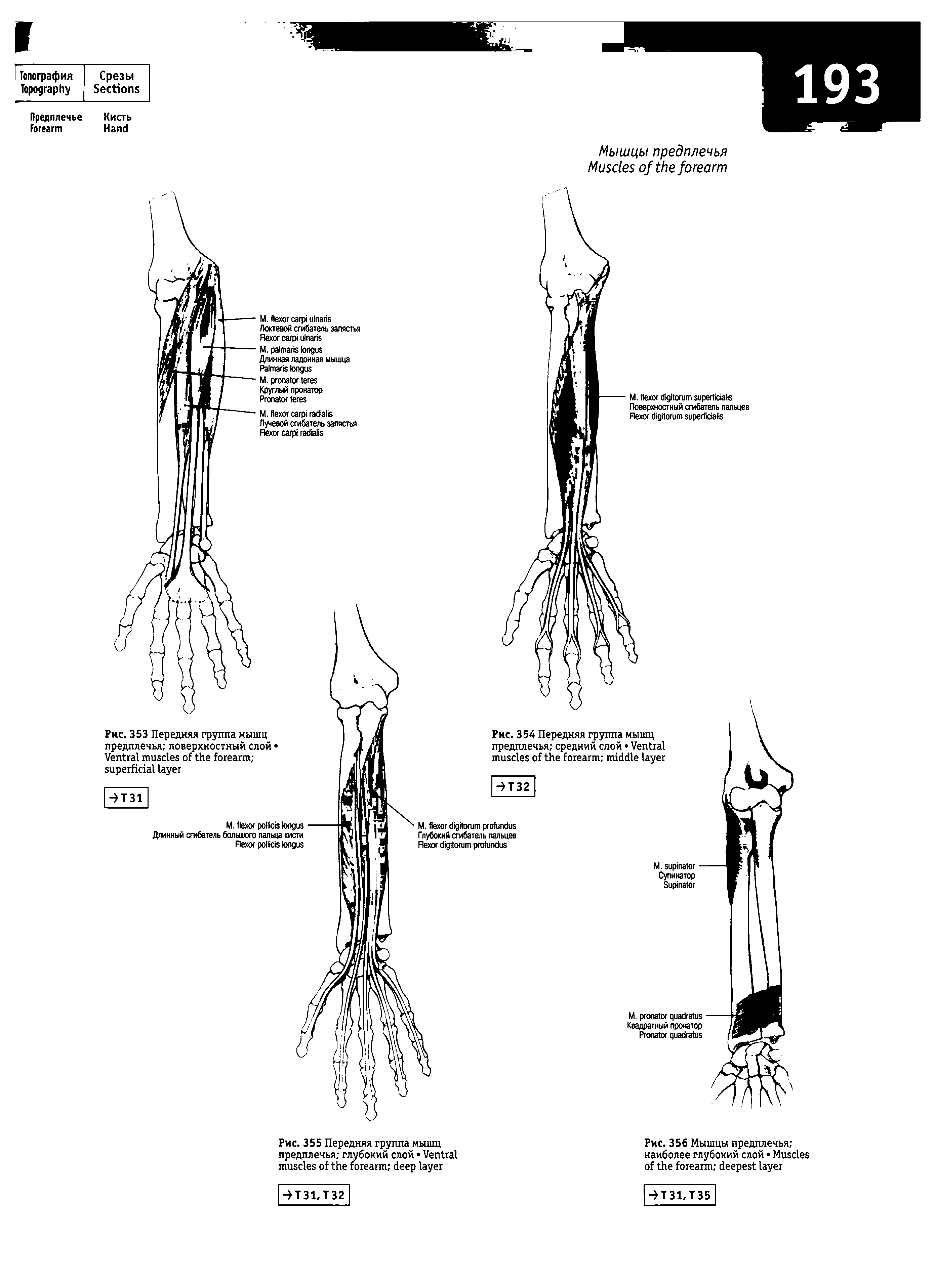 Рис. 355 Передняя группа мышц предплечья глубокий слой V ...