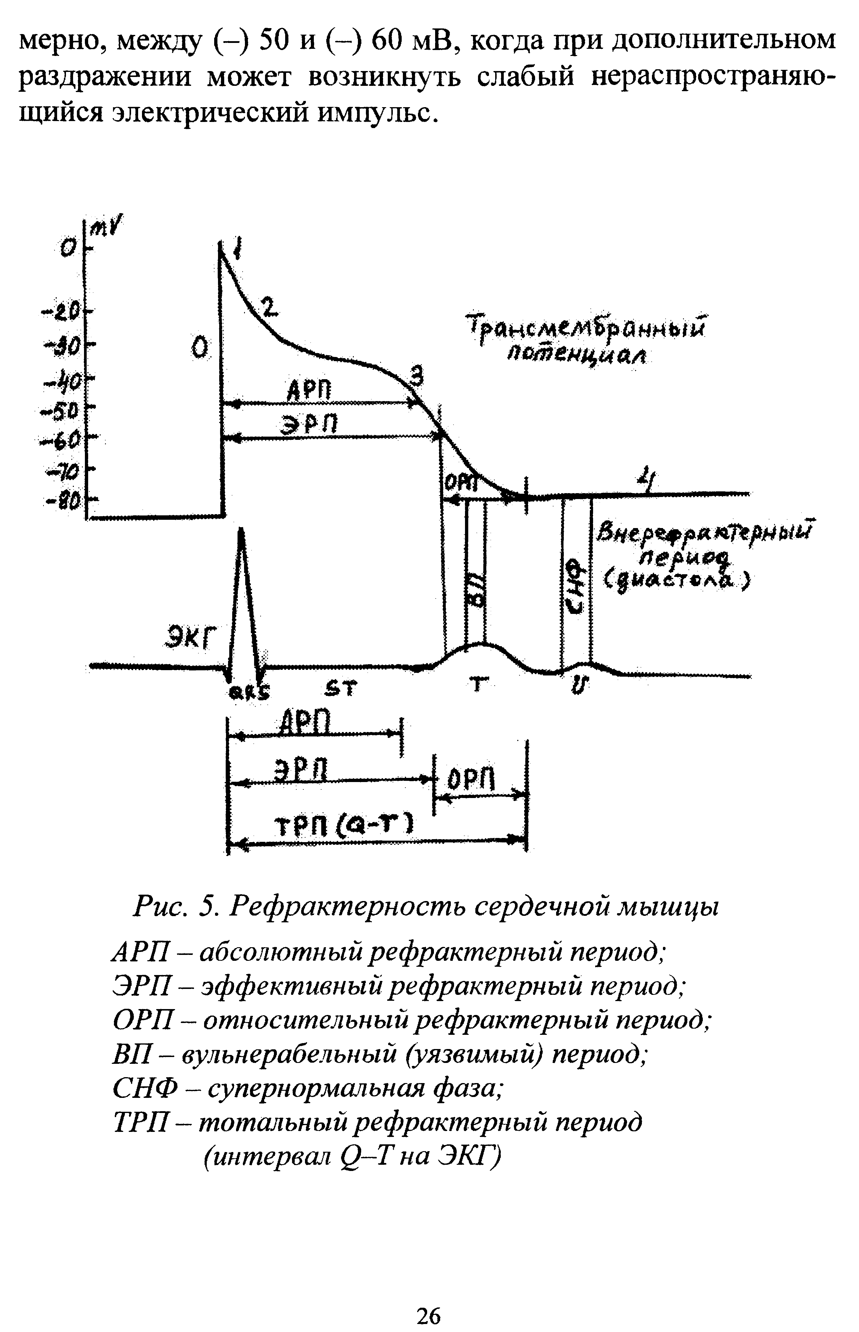 Рис. 5. Рефрактерность сердечной мышцы АРП - абсолютный рефрактерный период ЭРП - эффективный рефрактерный период ОРП - относительный рефрактерный период ВП - вульнерабельный (уязвимый) период СНФ - супернормальная фаза ...