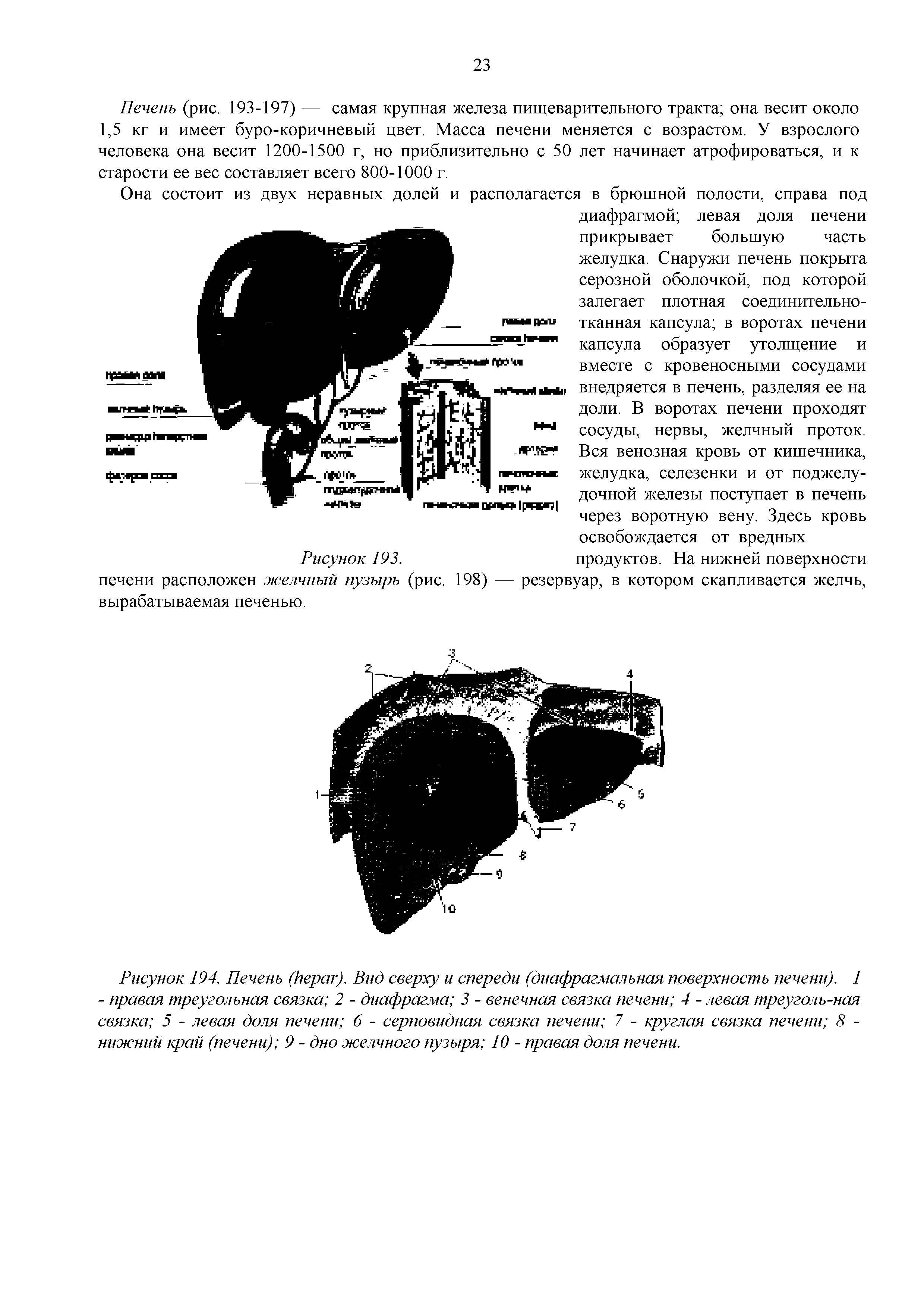 Рисунок 194. Печень ( ). Вид сверху и спереди (диафрагмальная поверхность печени). I - правая треугольная связка 2 - диафрагма 3 - венечная связка печени 4 - левая треуголъ-ная связка 5 - левая доля печени 6 - серповидная связка печени 7 - круглая связка печени 8 -нижний край (печени) 9 - дно желчного пузыря 10 - правая доля печени.