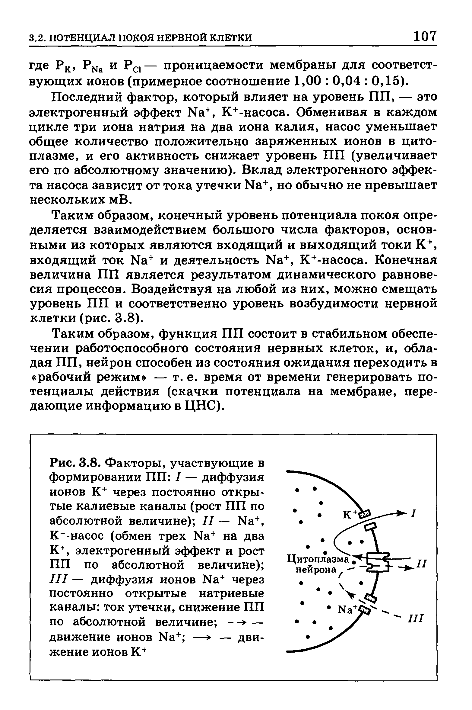 Рис. 3.8. Факторы, участвующие в формировании ПП I — диффузия ионов К+ через постоянно открытые калиевые каналы (рост ПП по абсолютной величине) II — N +, К+-насос (обмен трех N + на два К+, электрогенный эффект и рост ПП по абсолютной величине) III — диффузия ионов N + через постоянно открытые натриевые каналы ток утечки, снижение ПП по абсолютной величине - —...