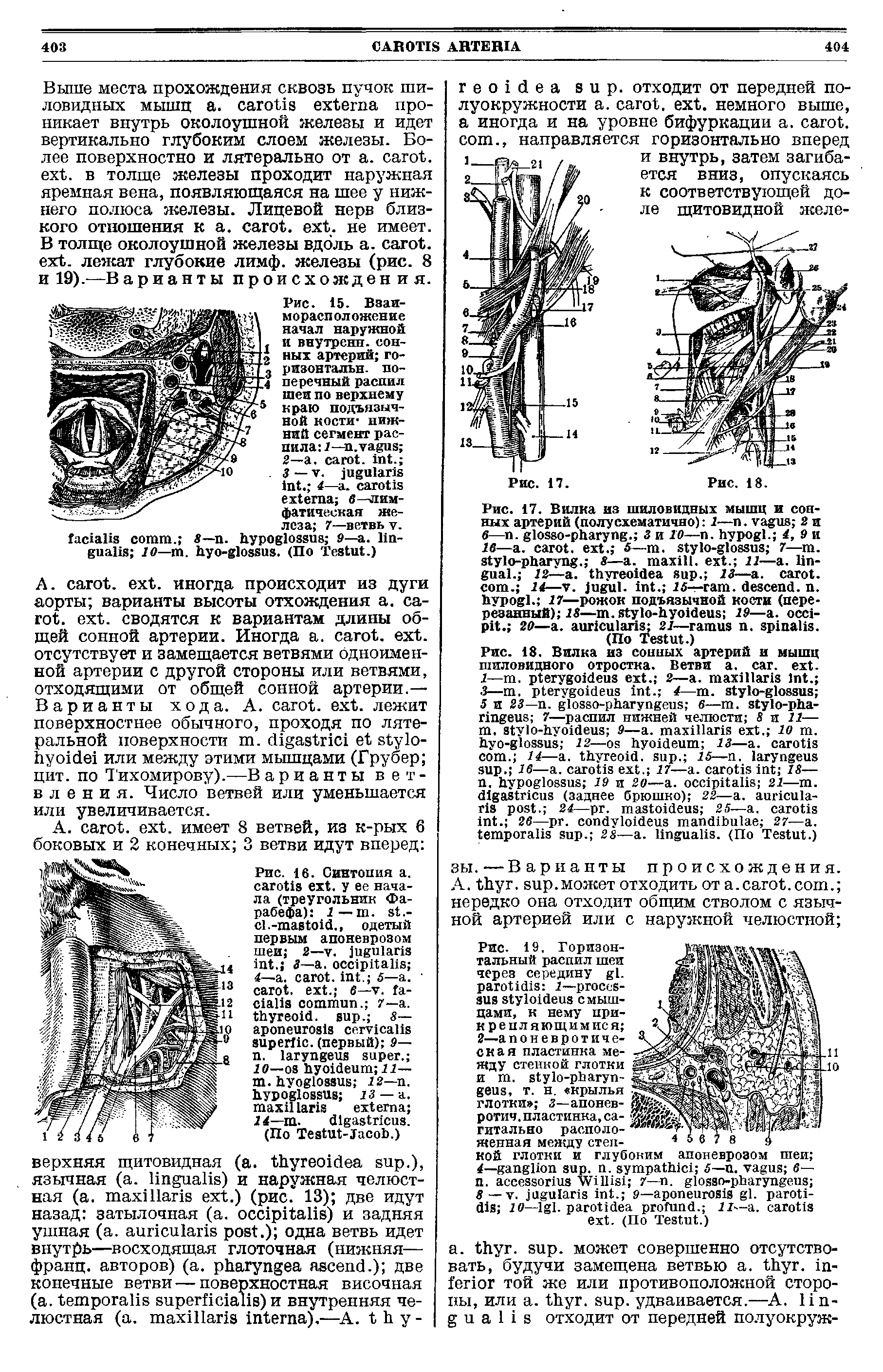 Рис. 16. Сингония а. . у ее начала (треугольник Фарабефа) 1 — . .- .- ., одетый первым апоневрозом шеи 2— . . 3— . ...