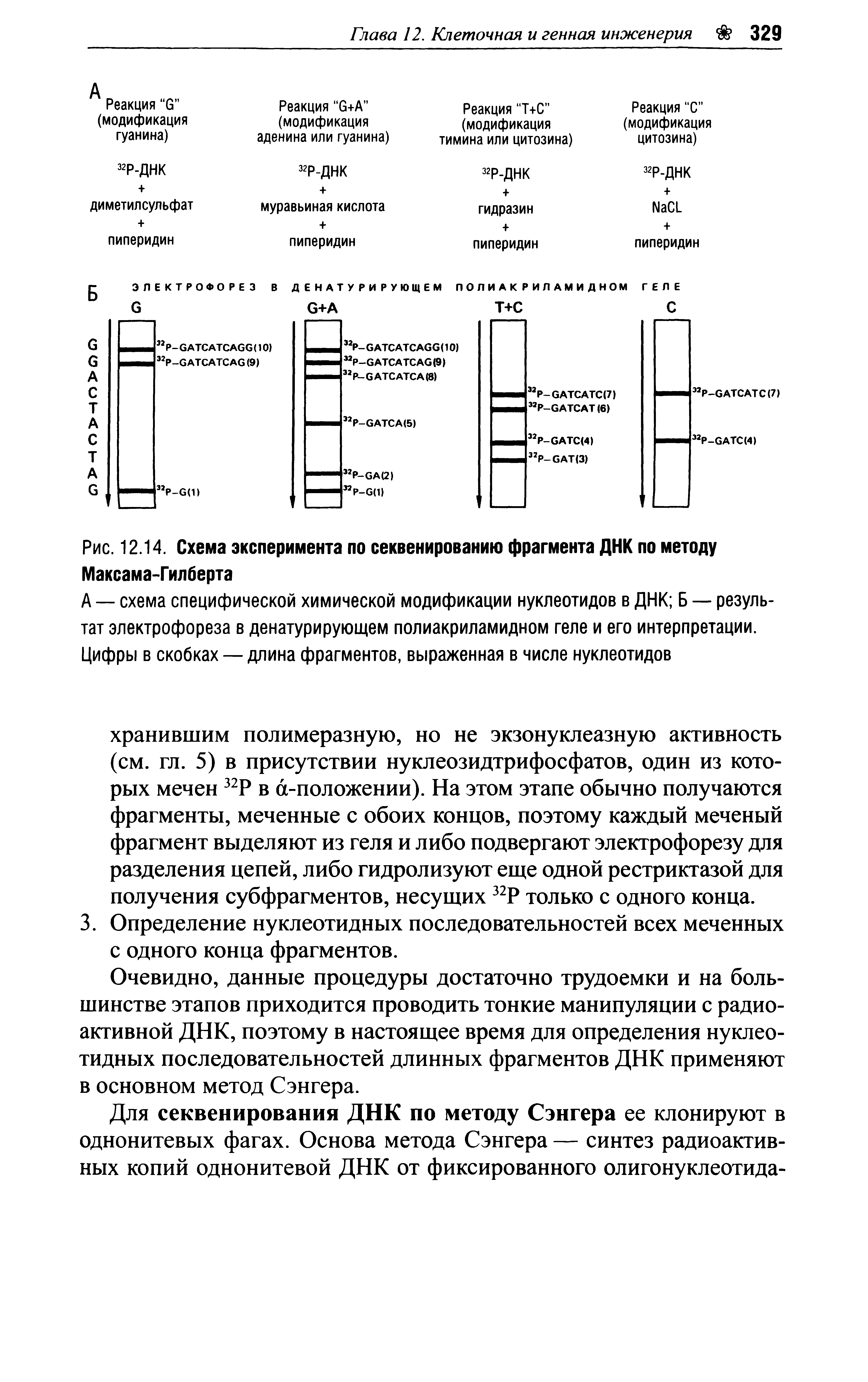 Рис. 12.14. Схема эксперимента по секвенированию фрагмента ДНК по методу Максама-Гилберта...