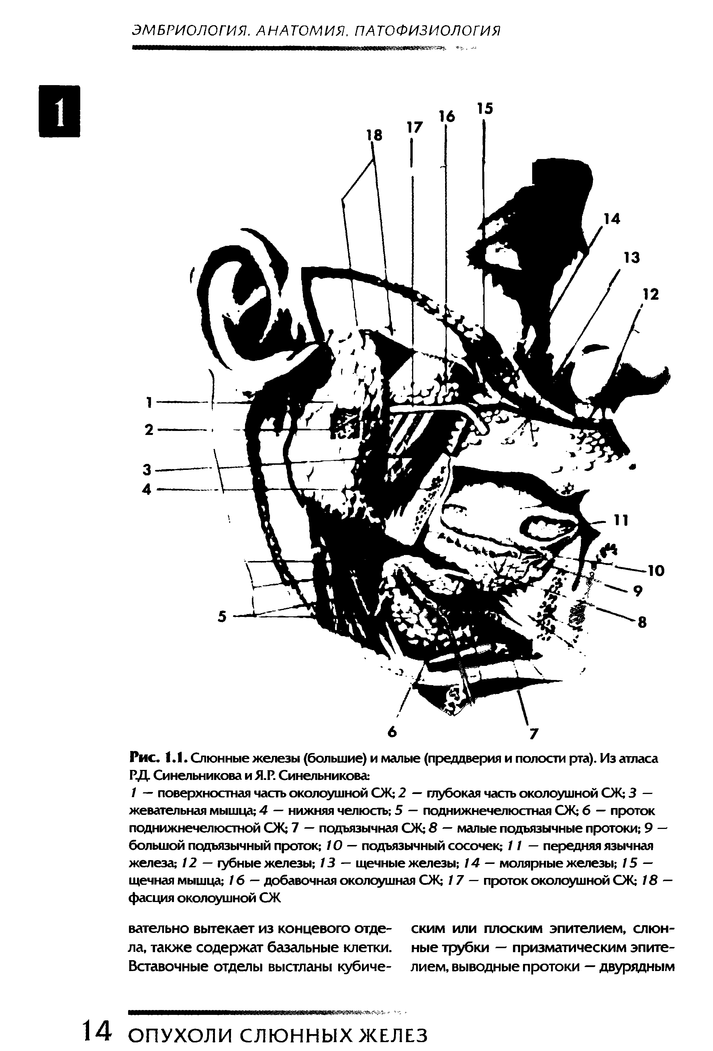 Рис. 1.1. Слюнные железы (большие) и малые (преддверия и полости рта). Из атласа ГД- Синельникова и Я.Р. Синельникова ...