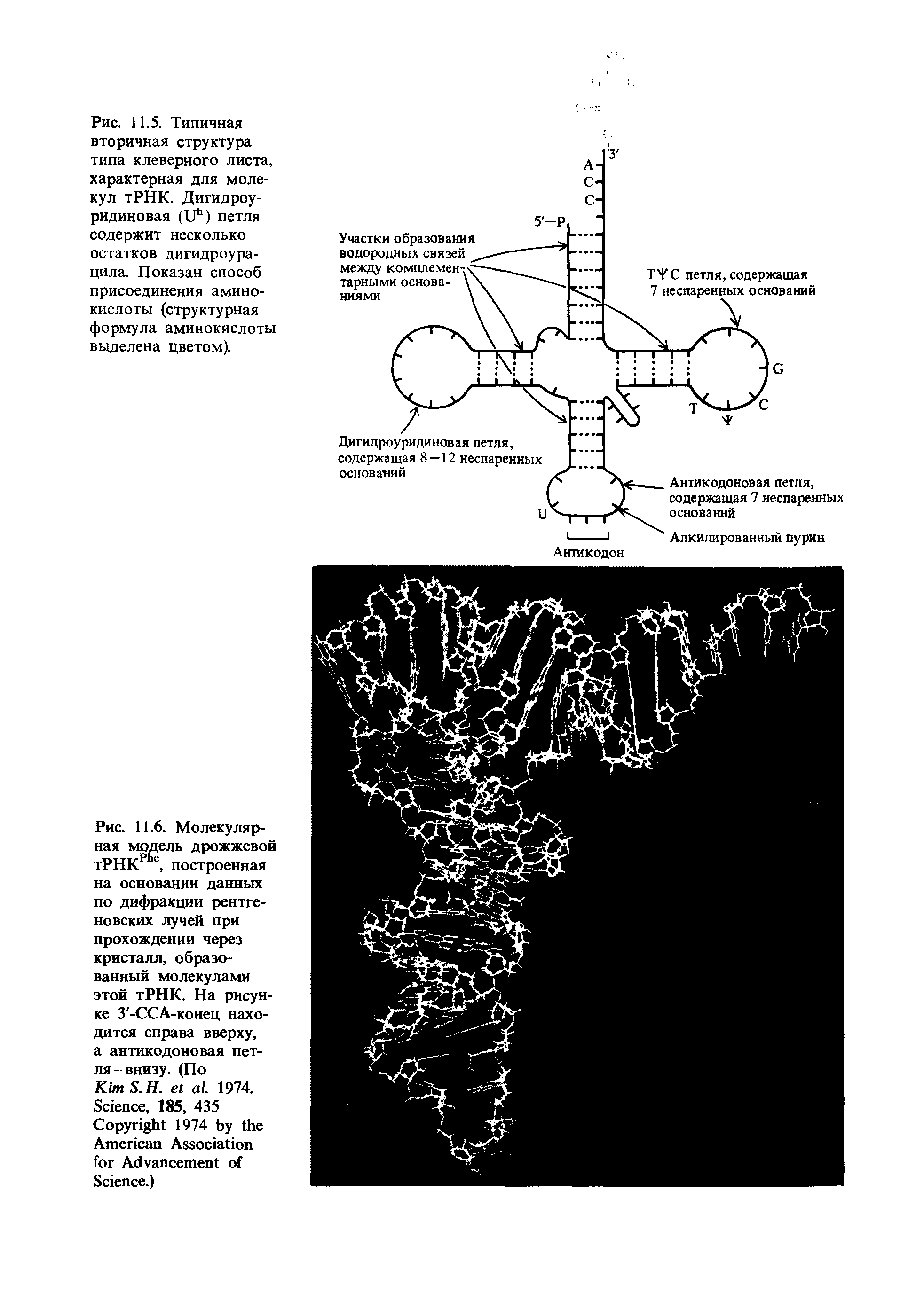 Рис. 11.6. Молекулярная модель дрожжевой тРНКРЬе, построенная на основании данных по дифракции рентгеновских лучей при прохождении через кристалл, образованный молекулами этой тРНК. На рисунке З -ССА-конец находится справа вверху, а антикодоновая петля-внизу. (По K S.H. . 1974. S , 185, 435 C 1974 A A A S .)...