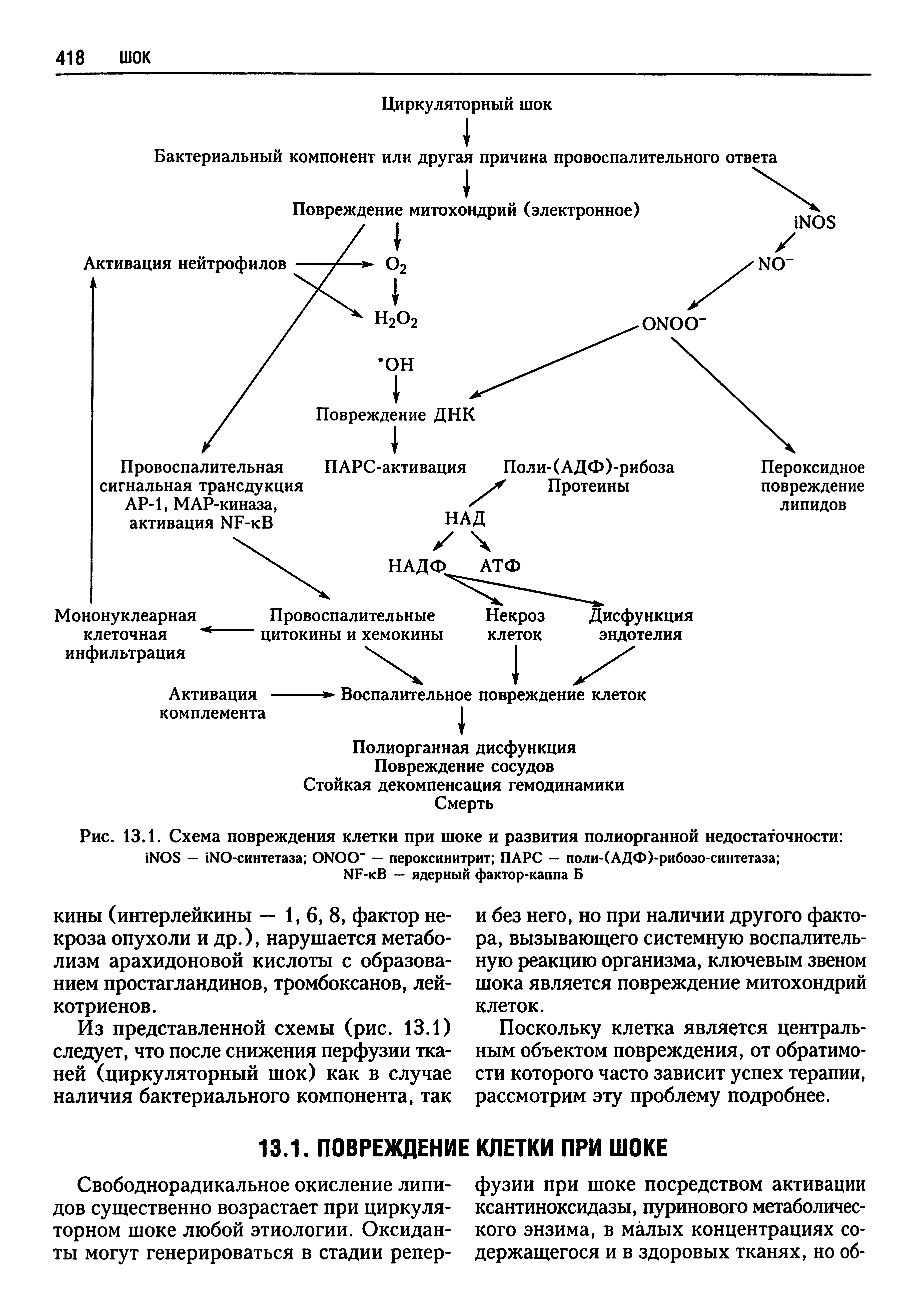 Рис. 13.1. Схема повреждения клетки при шоке и развития полиорганной недостаточности ЫОБ — ЬЮ-синтетаза ОИОО" — пероксинитрит ПАРС — поли-(АДФ)-рибозо-синтетаза ...