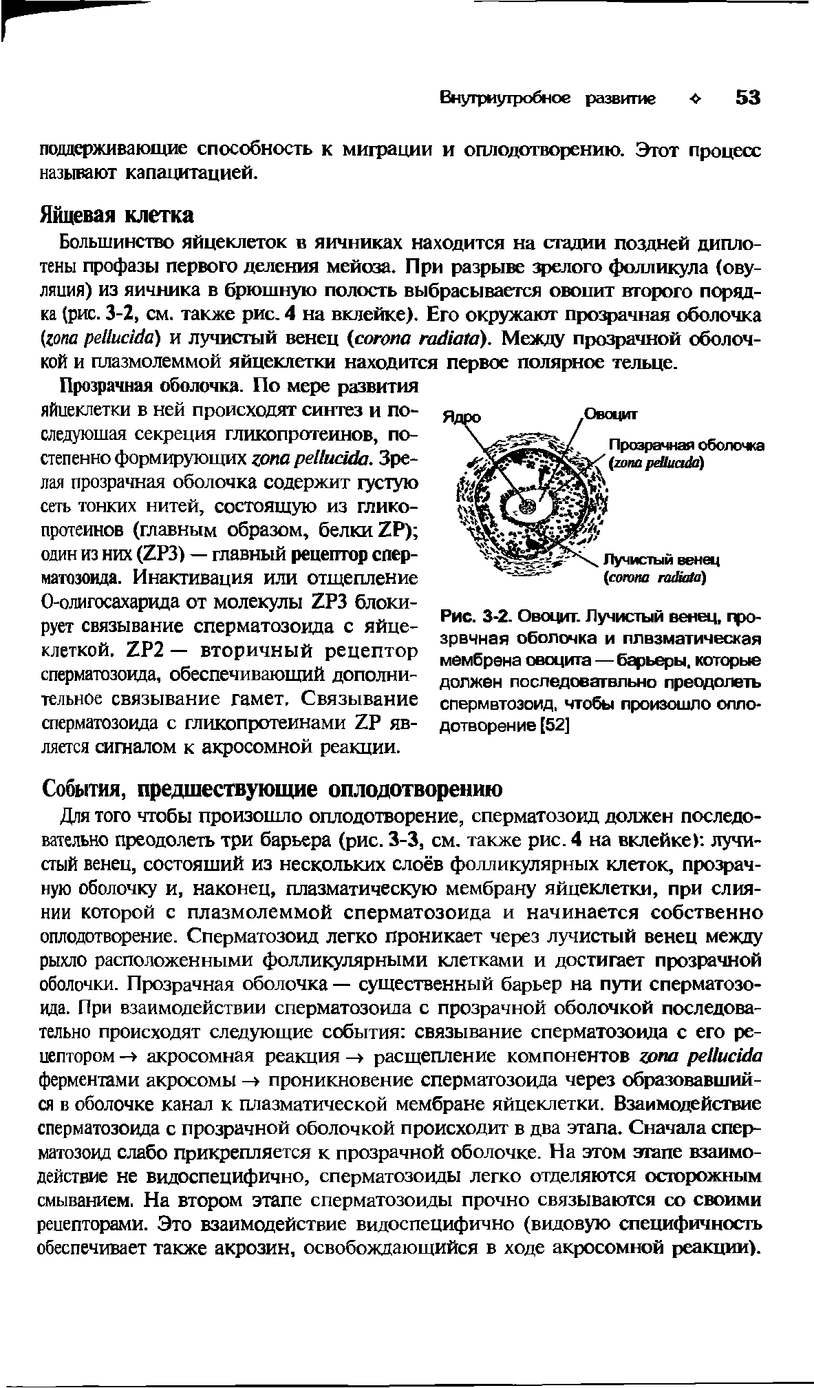 Рис. 3 2. Овоцит. Лучистый венец, про-зрвчная оболочка и плвзматическая мембрана овоцита — барьеры, которые должен последовательно преодолеть спермвтоэоид, чтобы произошло олло ...