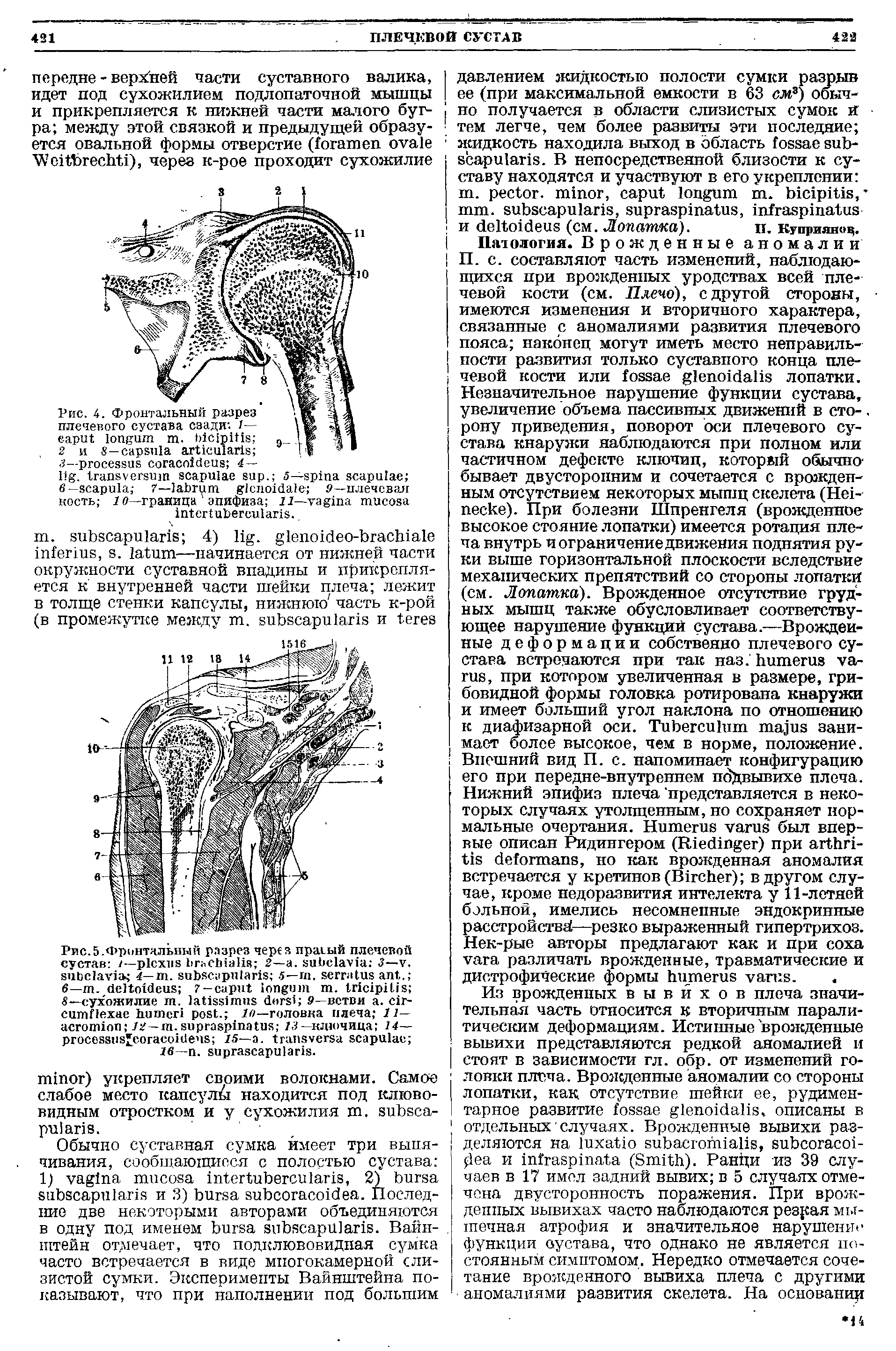 Рис. 4. Фронтальный разрез плечевого сустава сзади. /— . 2 и 8— 3— 4 —...