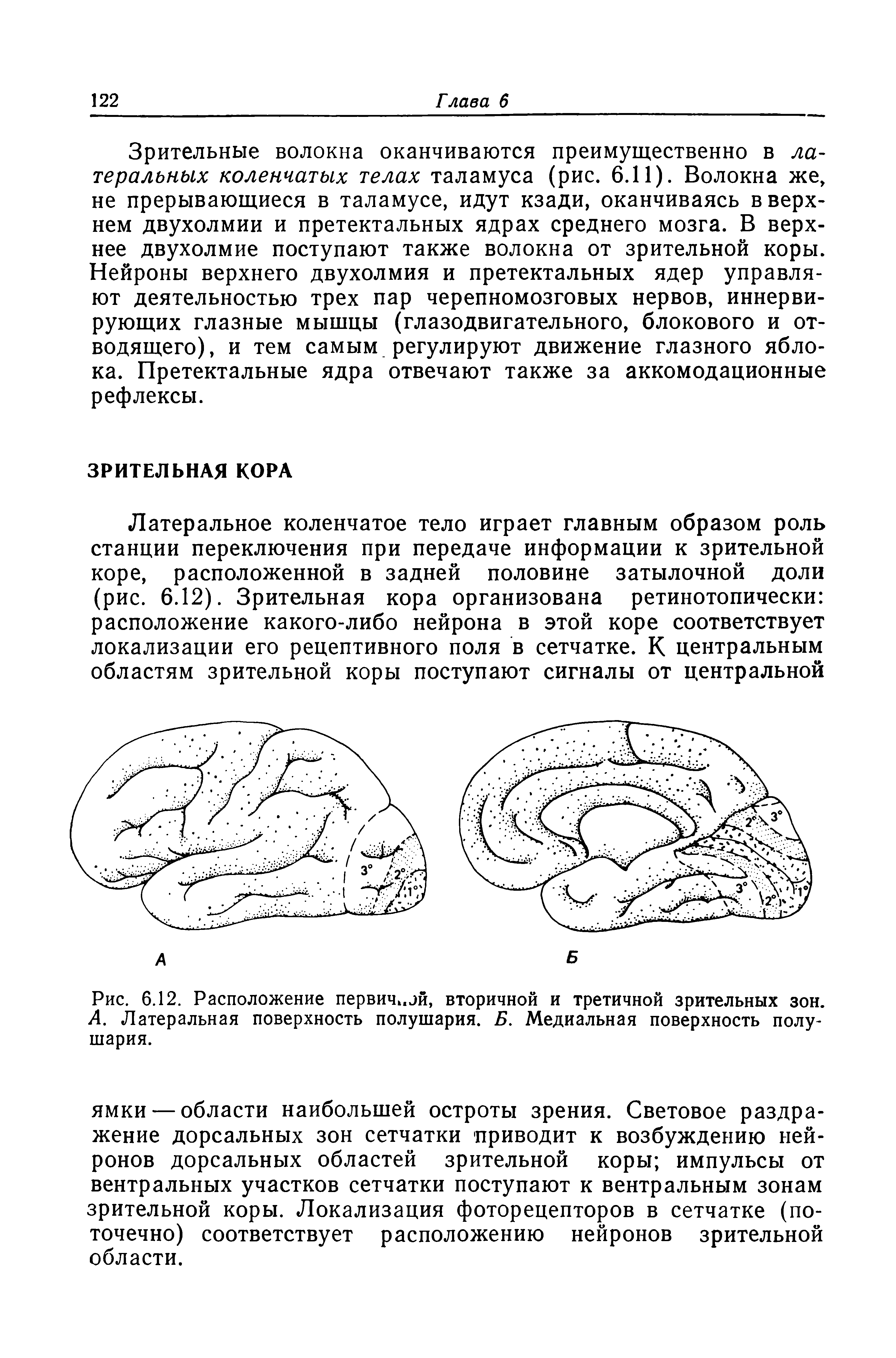 Рис. 6.12. Расположение первич эй, вторичной и третичной зрительных зон. А. Латеральная поверхность полушария. Б. Медиальная поверхность полушария.