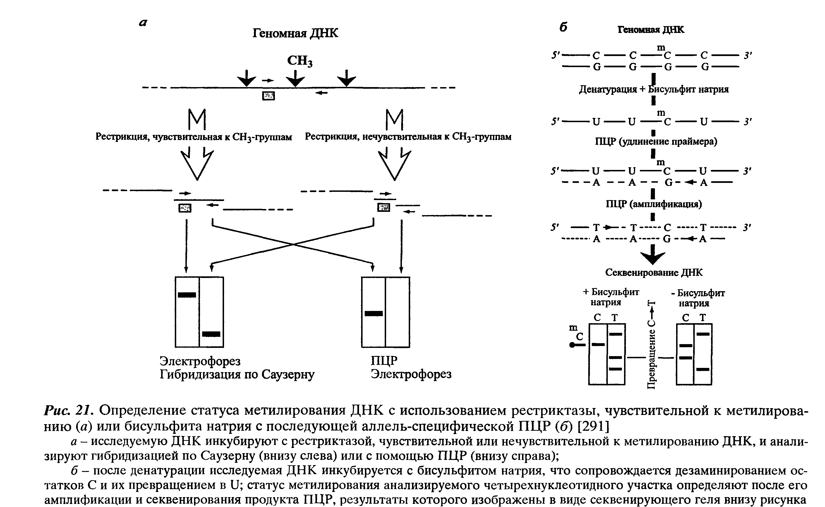 Рис. 21. Определение статуса метилирования ДНК с использованием рестриктазы, чувствительной к метилированию (я) или бисульфита натрия с последующей аллель-специфической ПЦР (б) [291]...