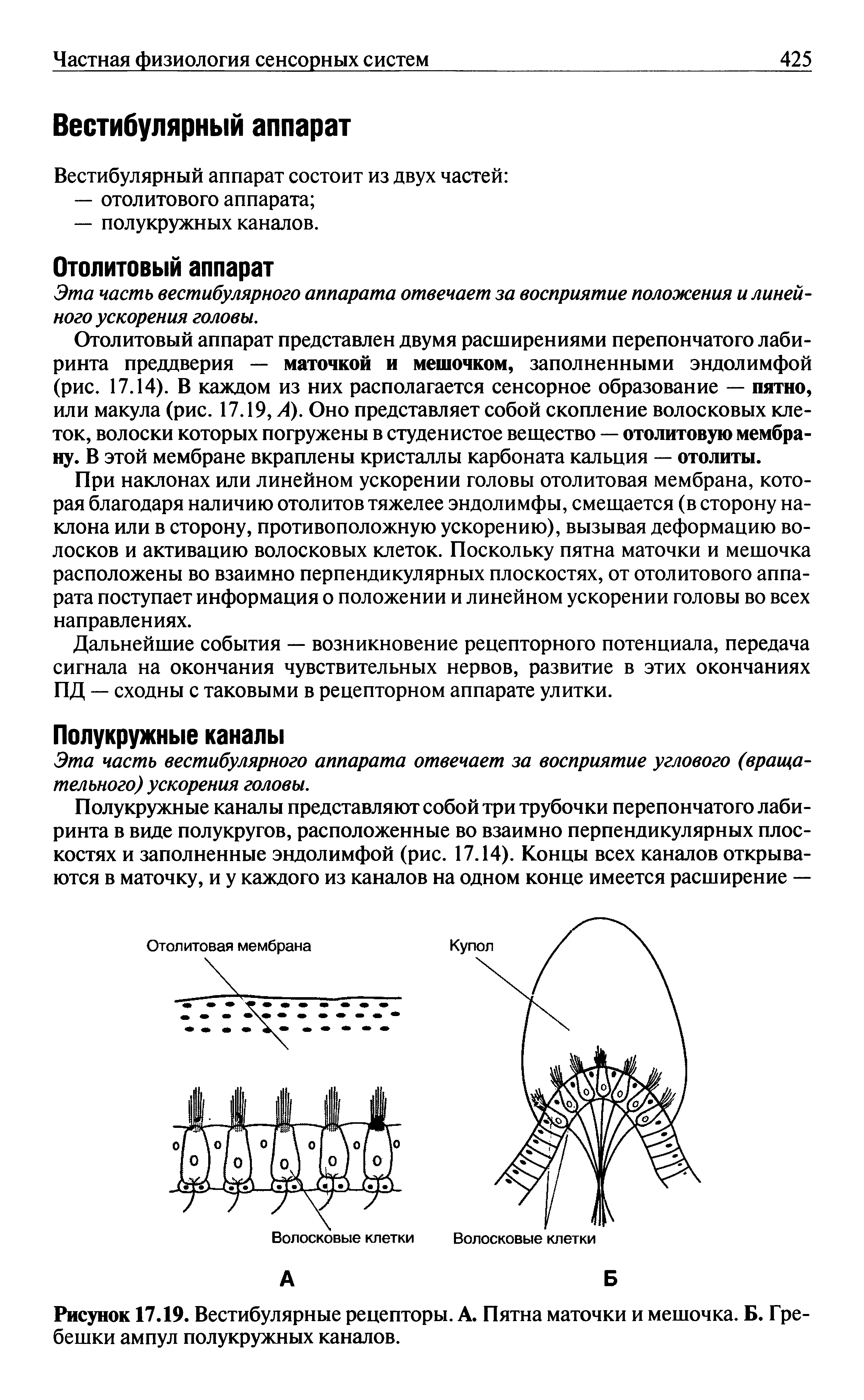 Рисунок 17.19. Вестибулярные рецепторы. А. Пятна маточки и мешочка. Б. Гребешки ампул полукружных каналов.