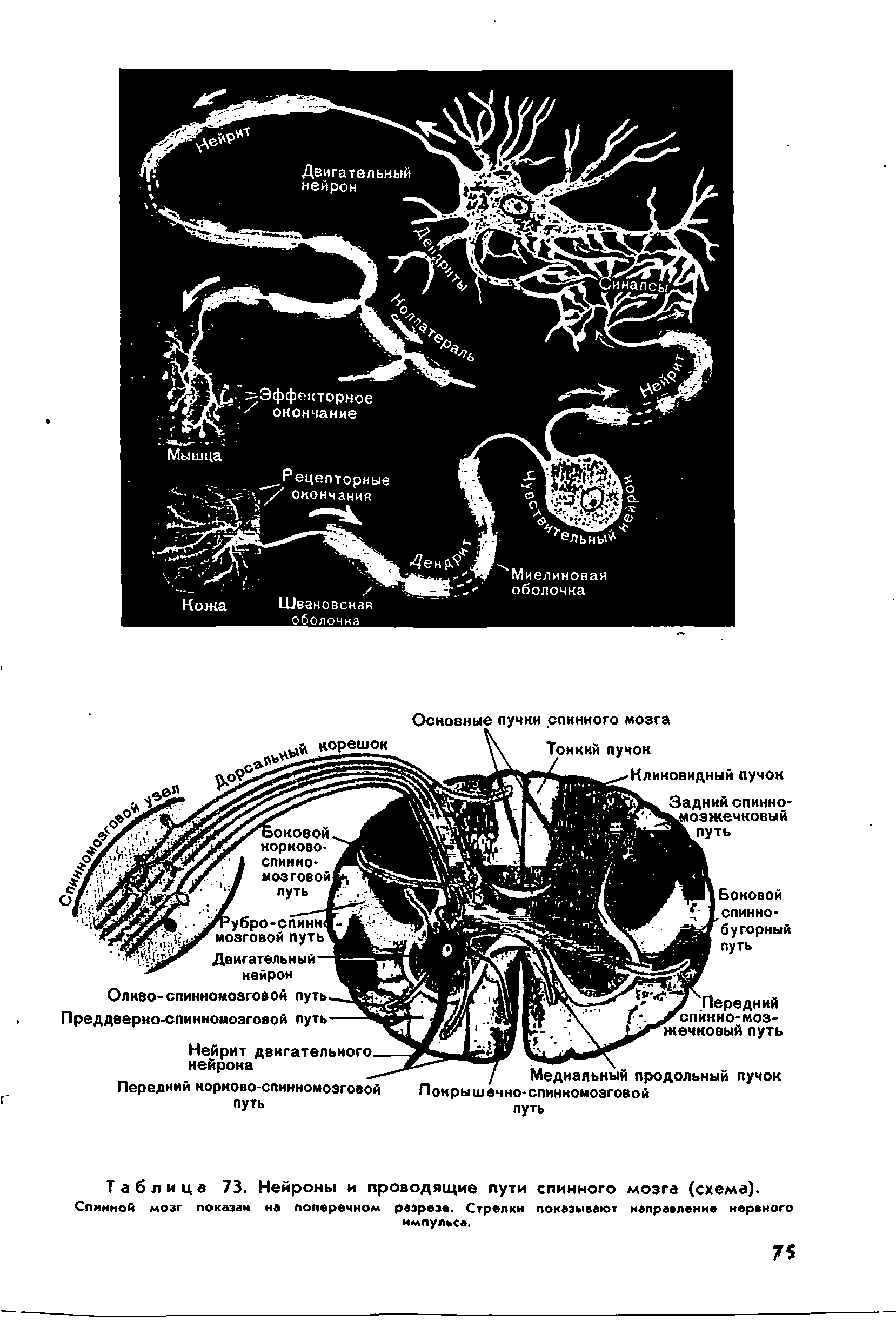 Таблица 73. Нейроны и проводящие пути спинного мозга (схема). Спинной мозг показан на поперечном разрезе. Стрелки показывают направление нервного импульса.