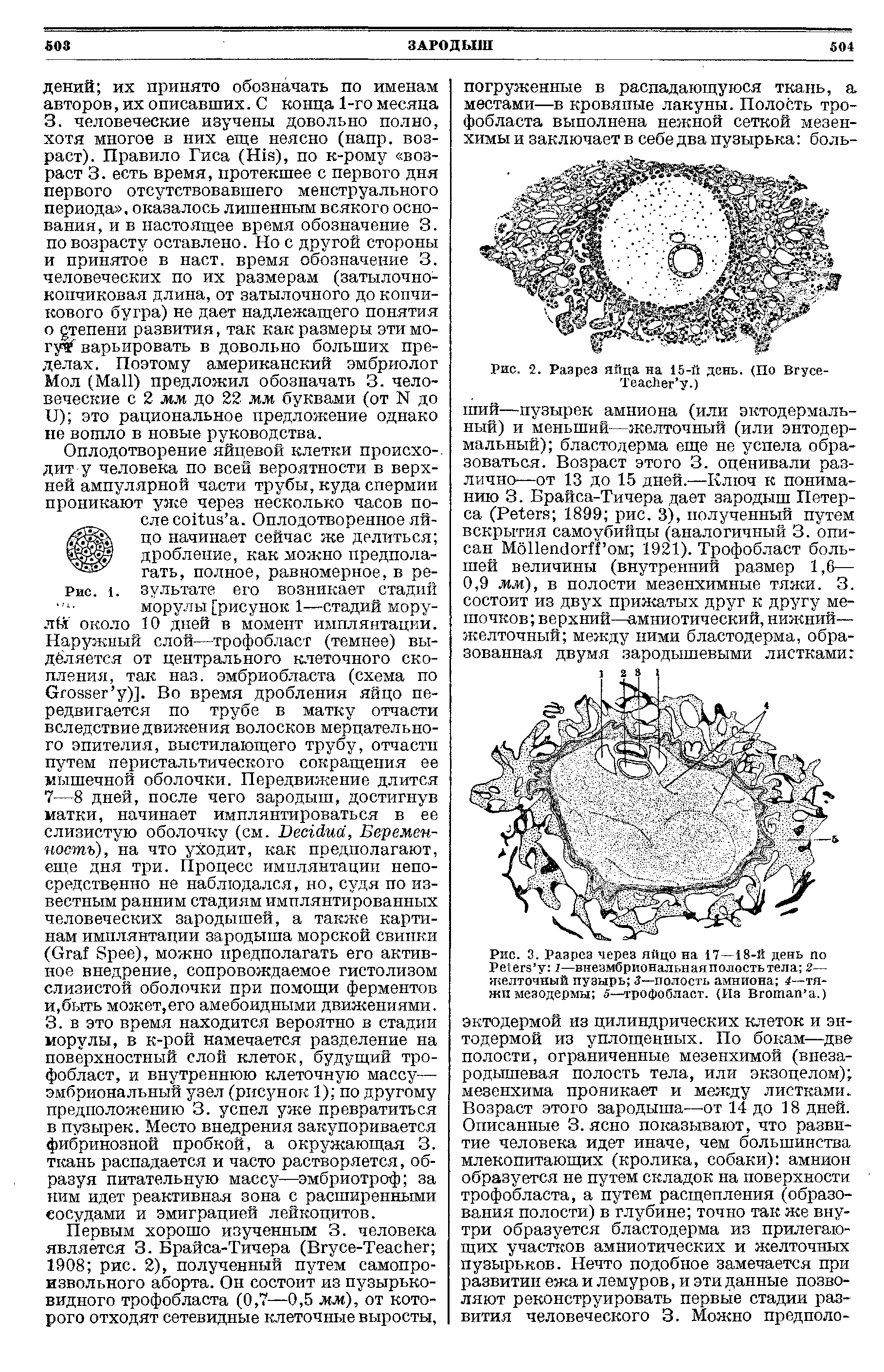 Рис. 3. Разрез через яйцо на 17—18-й день по Рс егг у 1—внезмбриональнаяполостьтела 2— желточный пузырь 3—полость амниона 4—тяжи мезодермы 5—трофобласт. (Из Вготап а.)...