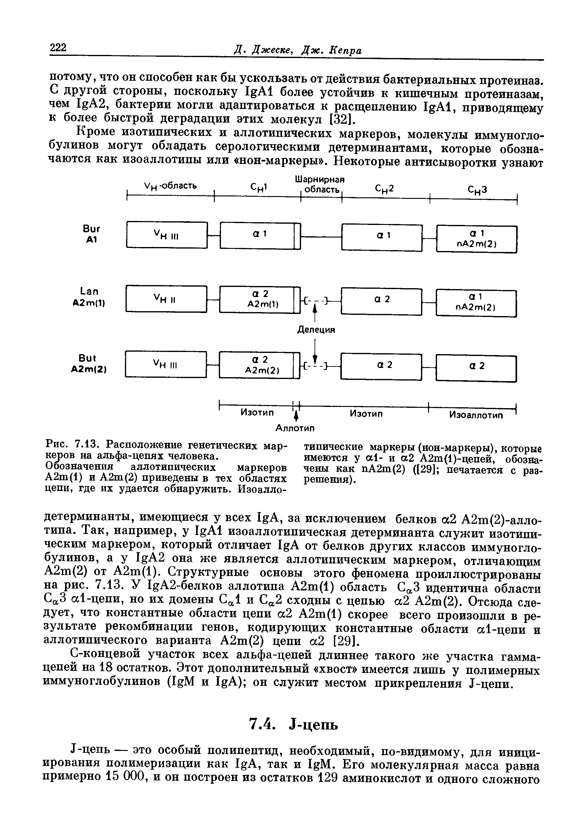 Рис. 7.13. Расположение генетических маркеров на альфа-цепях человека.