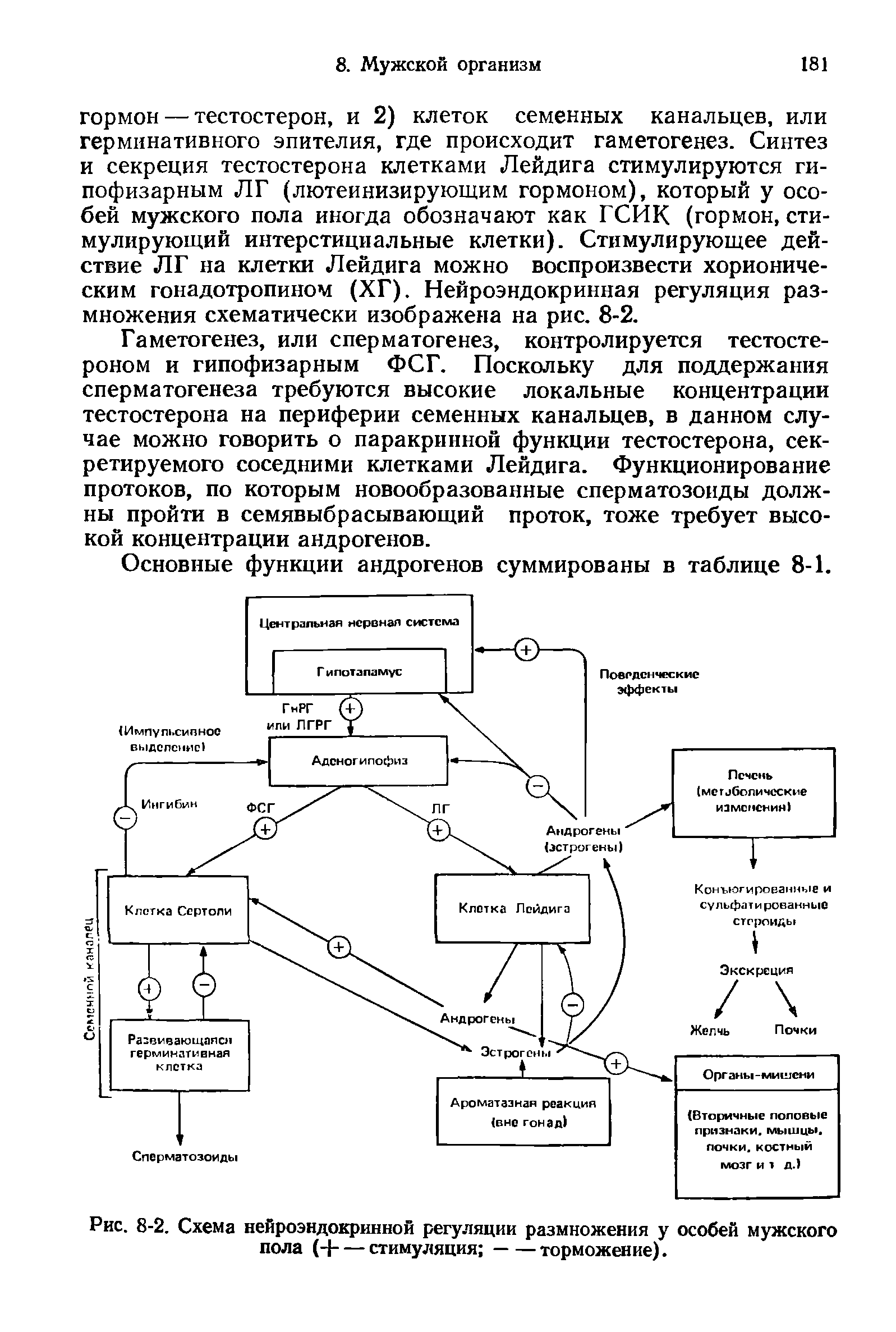 Рис. 8-2. Схема нейроэндокринной регуляции размножения у особей мужского пола (Ч-------------------стимуляция -----торможение).