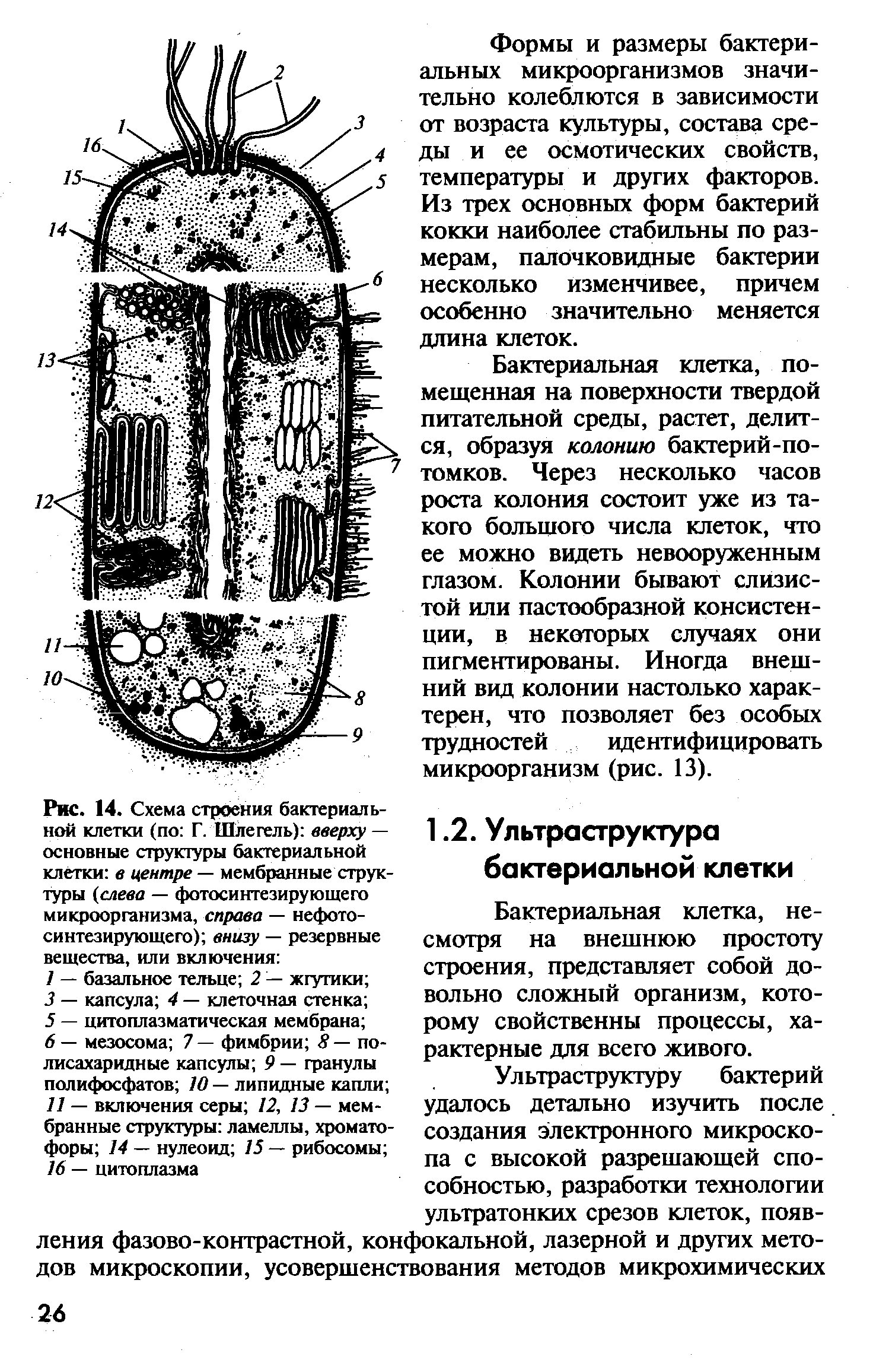 Рис. 14. Схема строения бактериальной клетки (по Г. Шлегель) вверху — основные структуры бактериальной клетки в центре — мембранные структуры (слева — фотосинтезирующего микроорганизма, справа — нефотосинтезирующего) внизу — резервные вещества, или включения ...