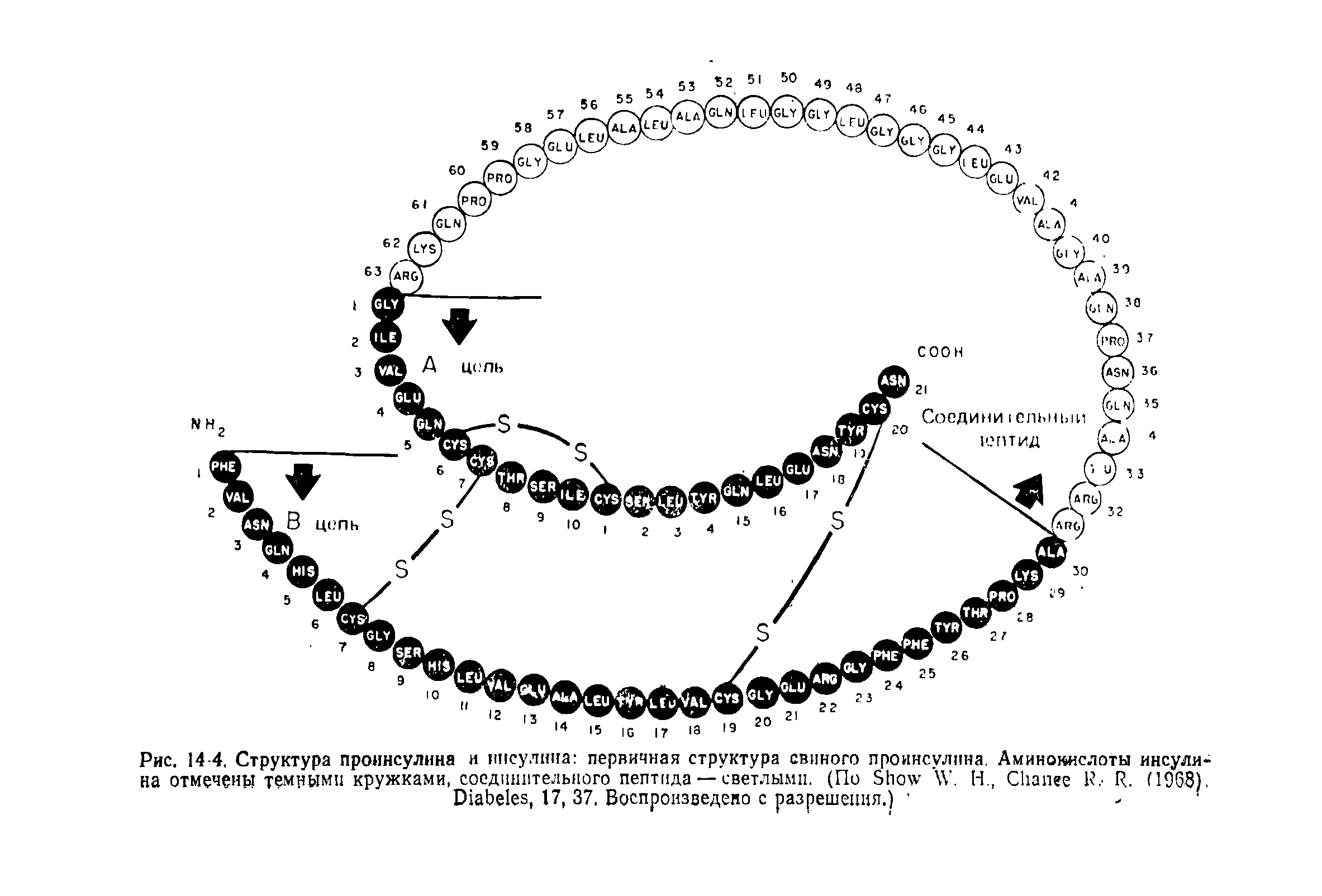 Рис. 14-4. Структура проинсулина и инсулина первичная структура свиного проинсулпна. Аминокислоты инсулина отмечены темными кружками, соединительного пептида — светлыми. (По S W. Н., C R. H9G8).
