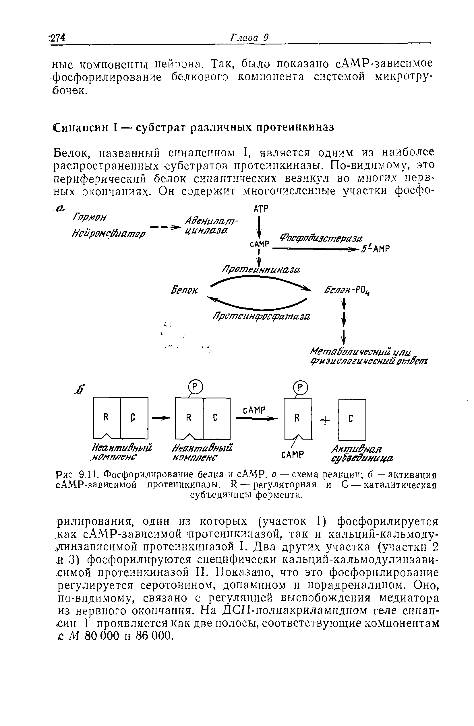 Рис. 9.11. Фосфорилирование белка и сАМР. а — схема реакции б — активация сАМР-завигимой протеинкиназы. И—регуляторная и С — каталитическая субъединицы фермента.