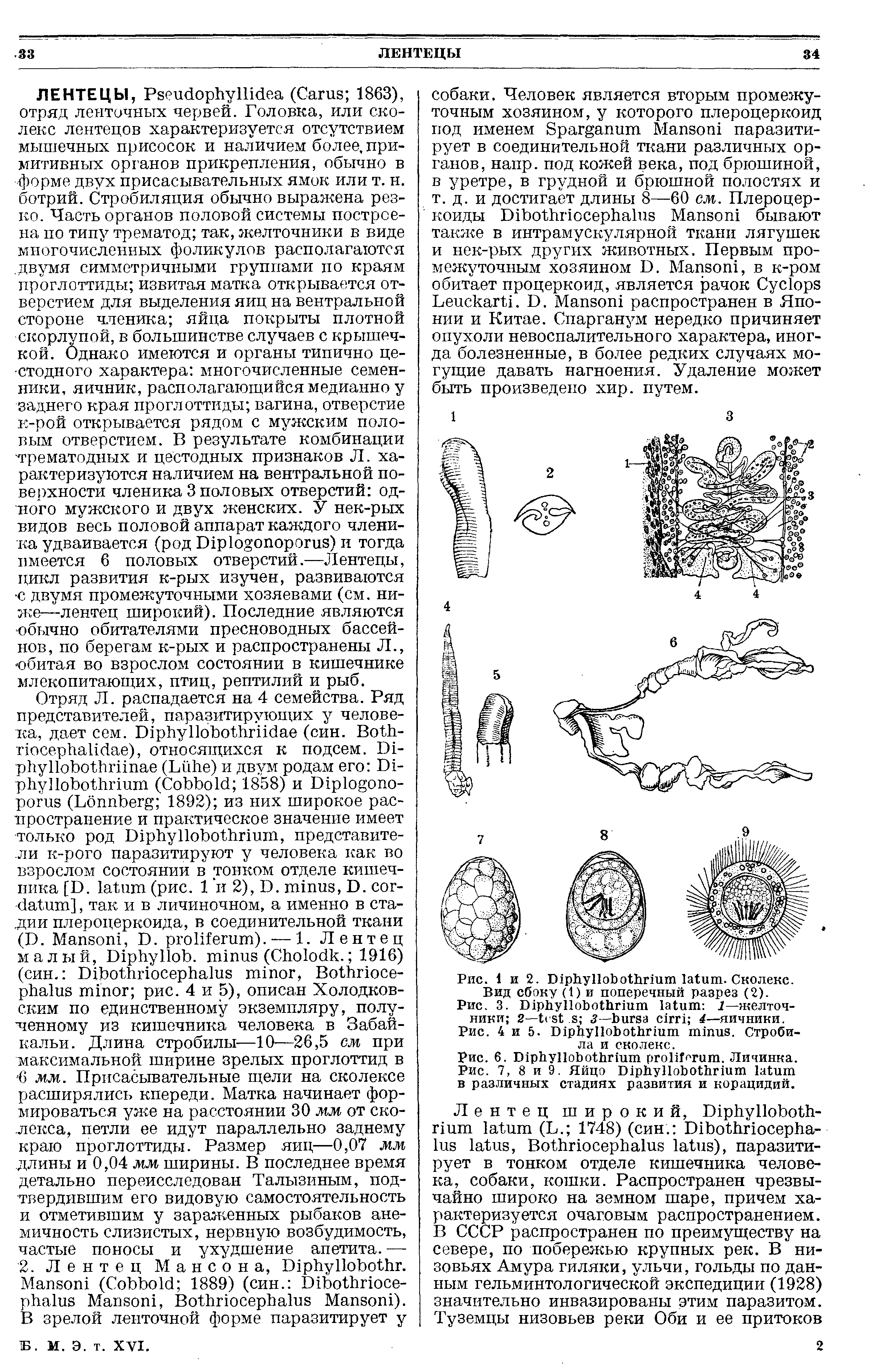 Рис. 6. D . Личинка. Рис. 7, 8 и 9. Яйцо D в различных стадиях развития и корацидий.